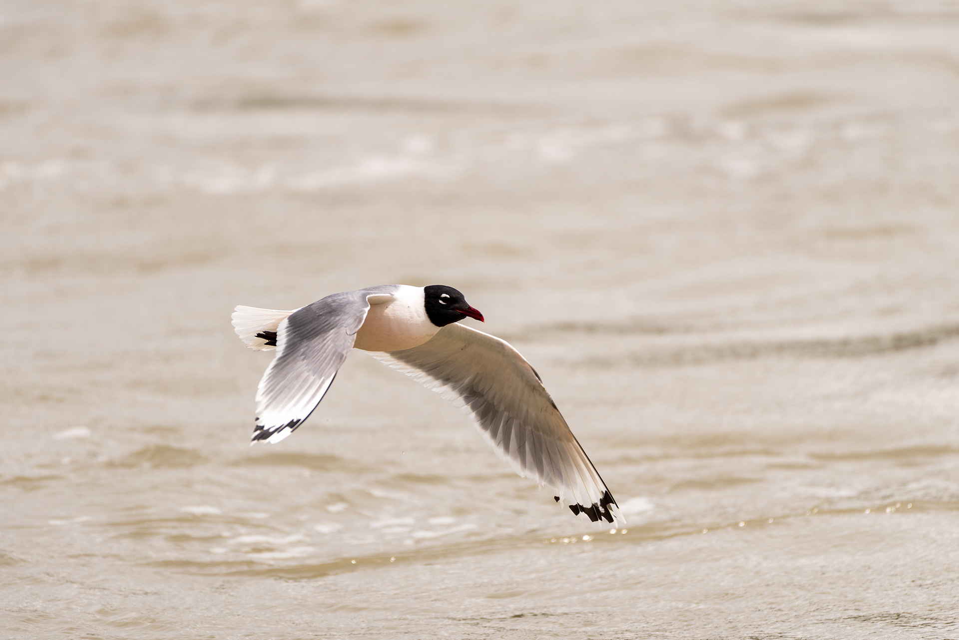 Franklin’s Gull, Fish Creek Wastewater Treatment Plant, Fish Creek Provincial Park, Bow River, Calgary, Alberta
