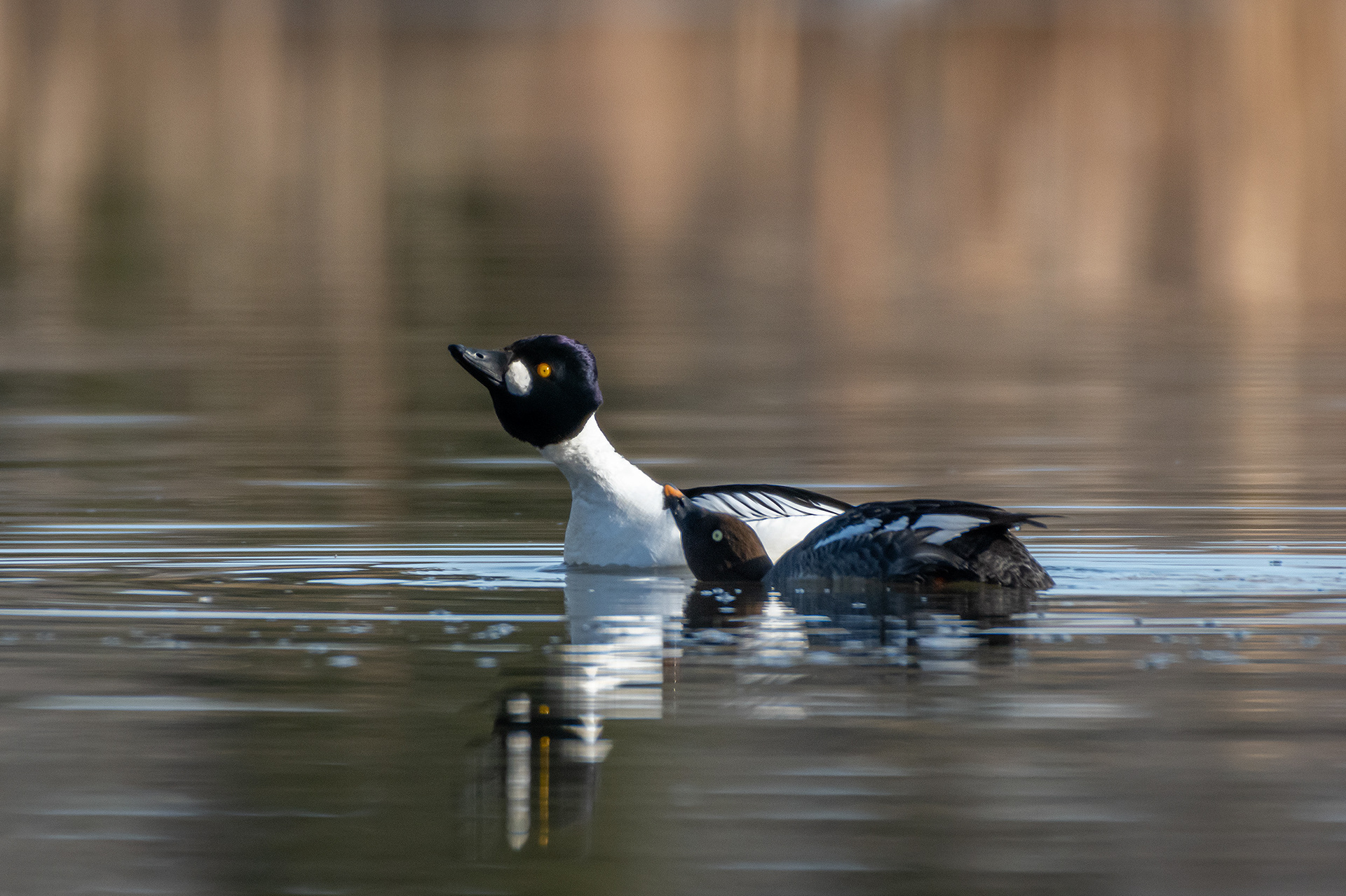 Common Goldeneye pair, Marshall Springs, Fish Creek Provincial Park, Calgary, AB