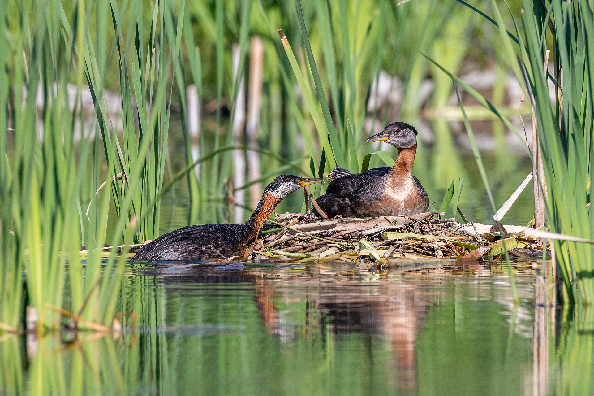 Red-necked Grebe pair at their nest with a chick (male on the nest, female feeding the chick), Marshall Springs - Fish Creek Prov. Park, Calgary, AB