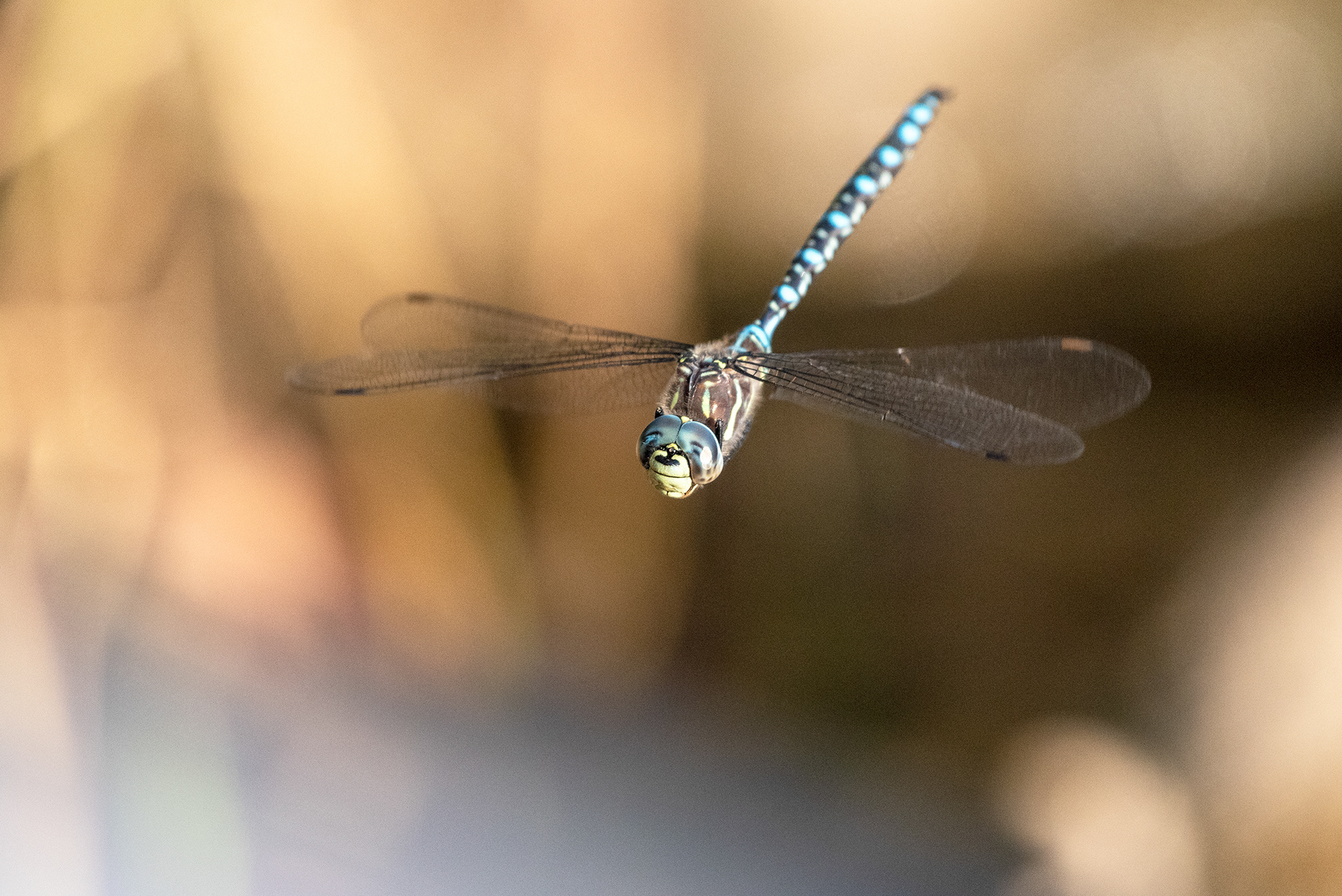 Dragonfly in flight