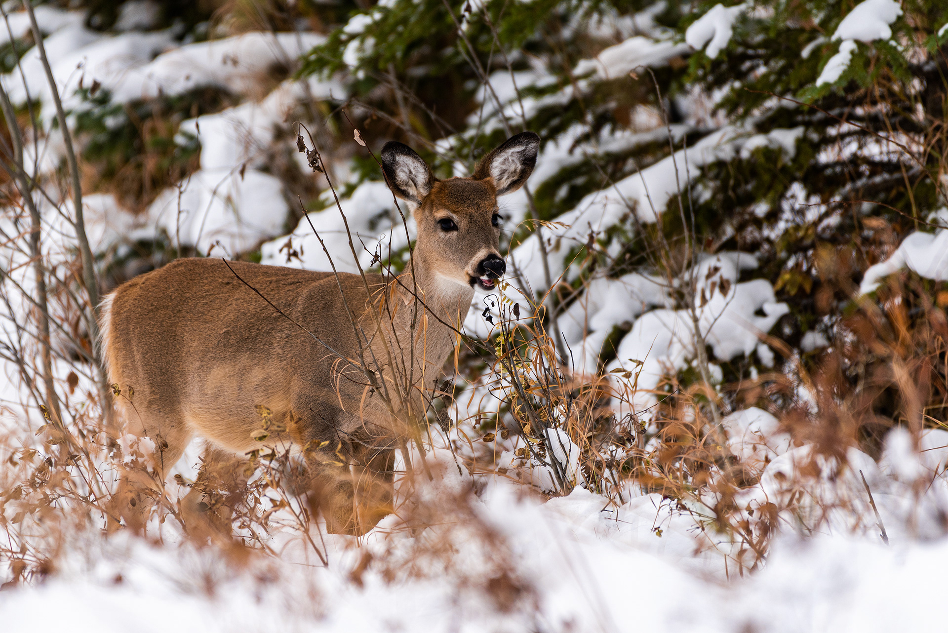 White-tailed Deer near the Marshall Springs ponds in Fish Creek Provincial Park
