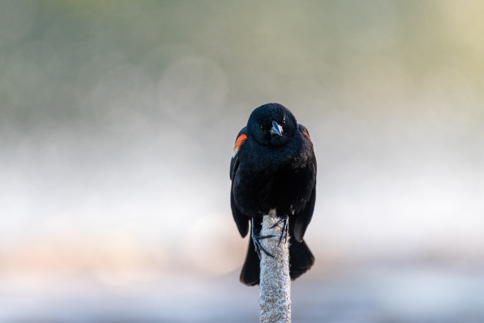 Red-winged Blackbird, Marshall Springs, Fish Creek Provincial Park, Calgary