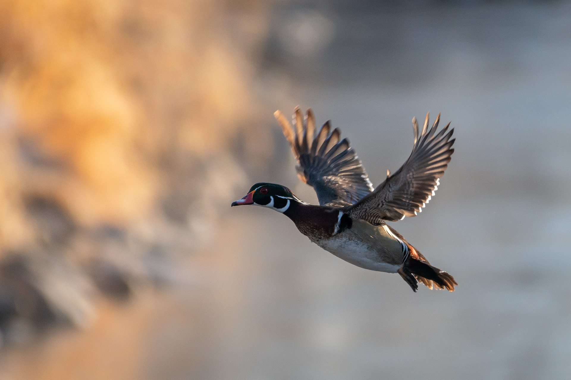 Wood Duck (male) in flight, Inglewood Bird Sanctuary & Nature Centre, Calgary, AB