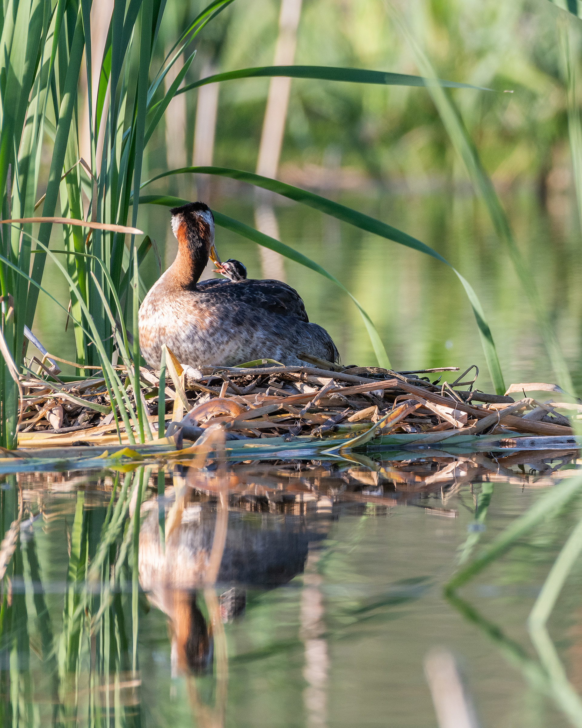 Red-necked Grebe (female) on her nest interacting with one of her chicks, Marshall Springs - Fish Creek Prov. Park, Calgary, AB