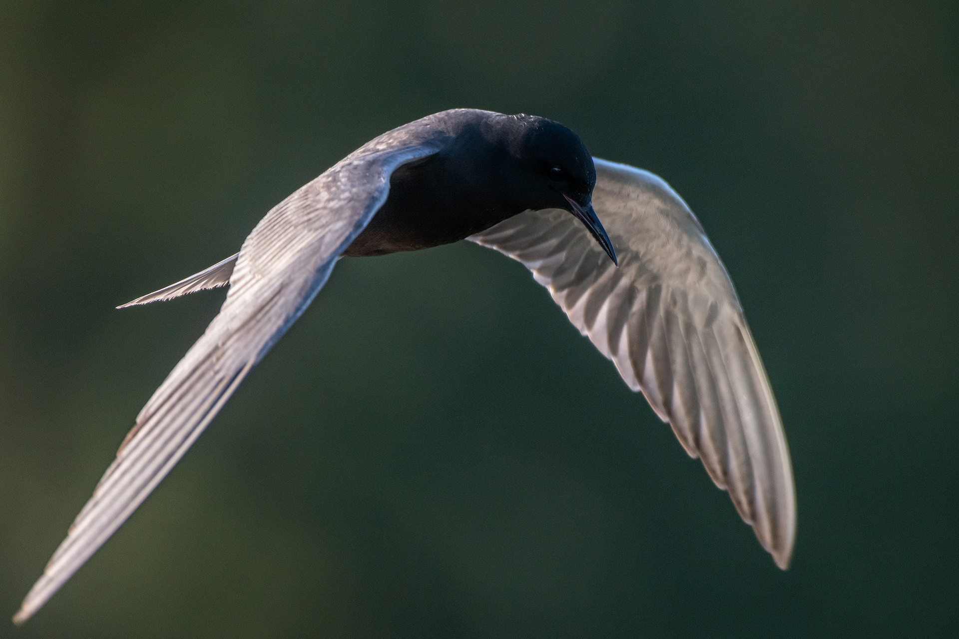 Black Tern (in flight), Marshall Springs ponds, Fish Creek Provincial Park, Calgary, AB