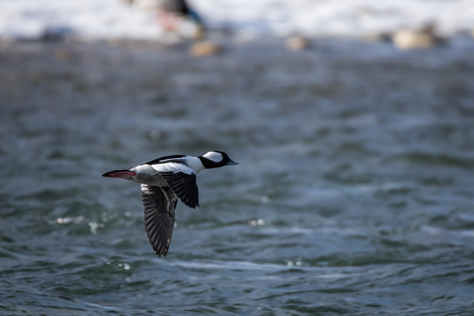 Bufflehead (male) in flight - Bow River, Refinery Park, Calgary, AB