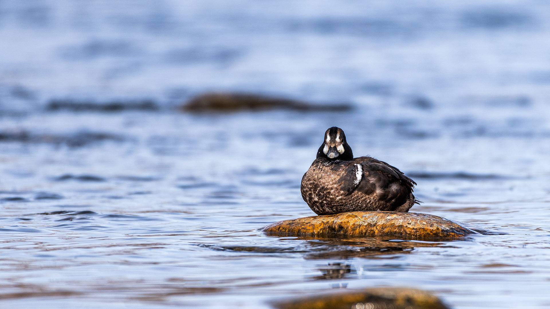 Harlequin Duck on the Bow River near Carburn Park, Calgary, AB