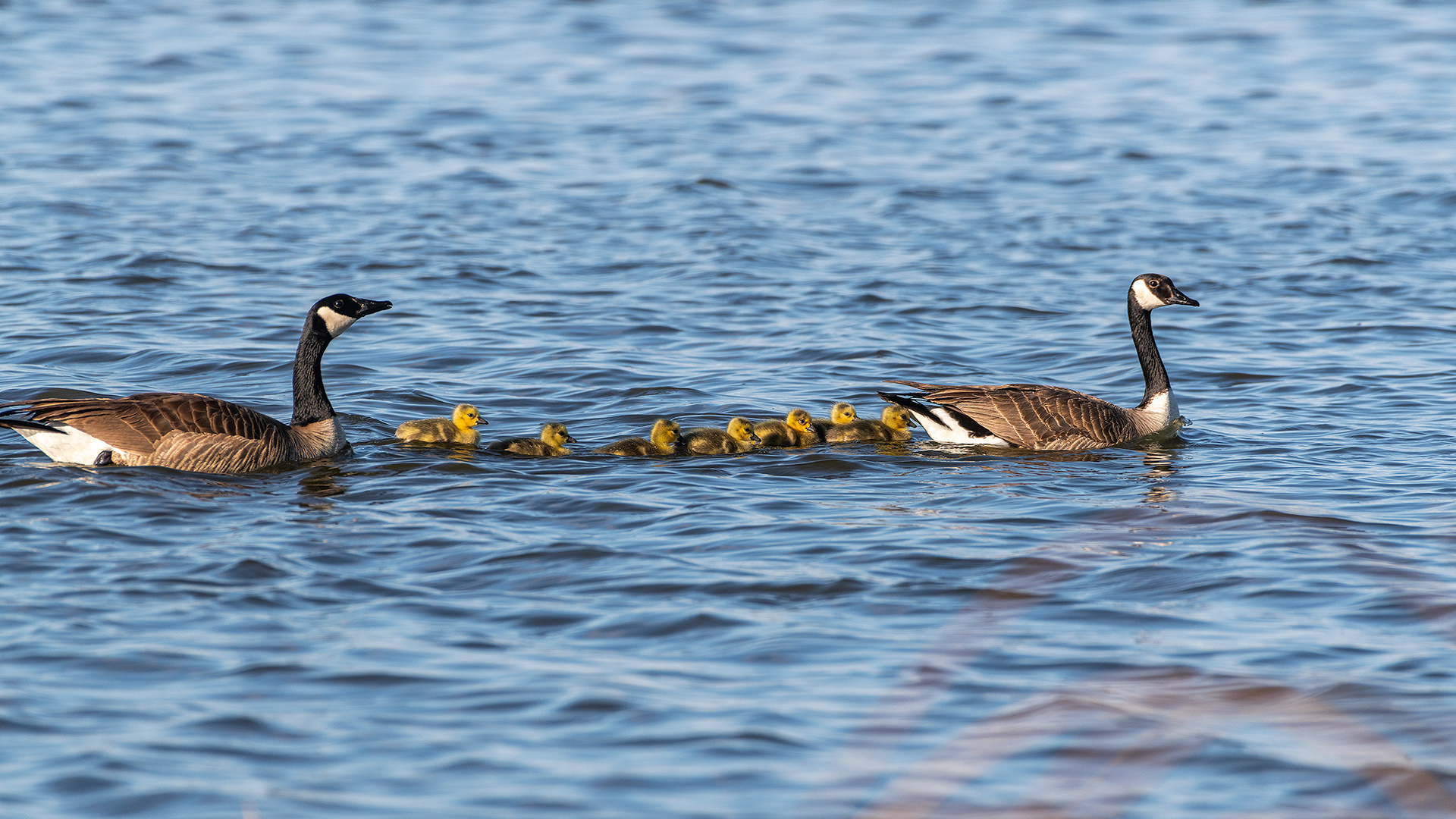 Canada Goose pair with goslings, Frank Lake, Alberta