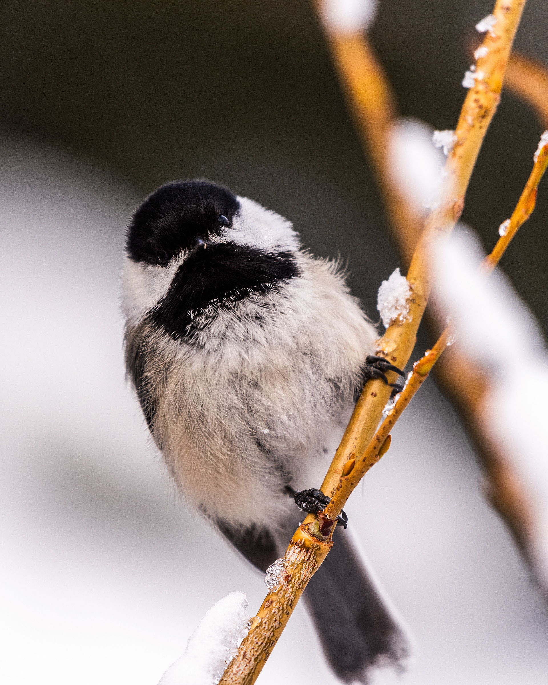 Black-capped Chickadee near Marshall Springs in Fish Creek Provincial Park