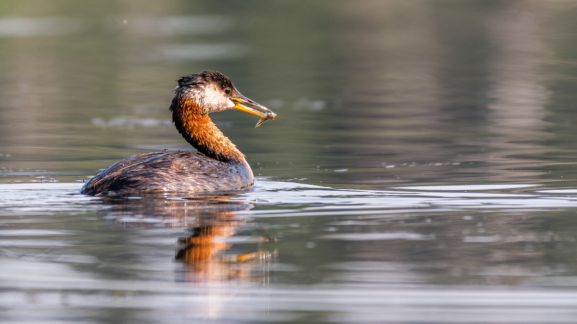 Red-necked Grebe (female), Marshall Springs - Fish Creek Prov. Park, Calgary, AB