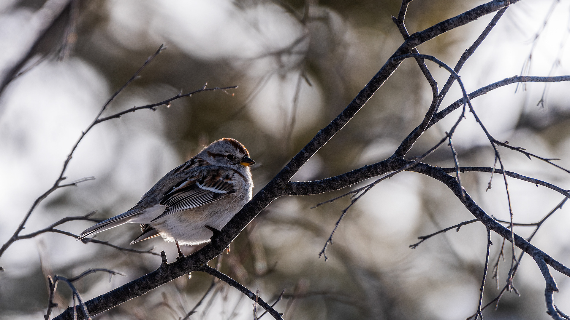 American Tree Sparrow (my best guess), Weaselhead Flats, Calgary, AB - March 23rd