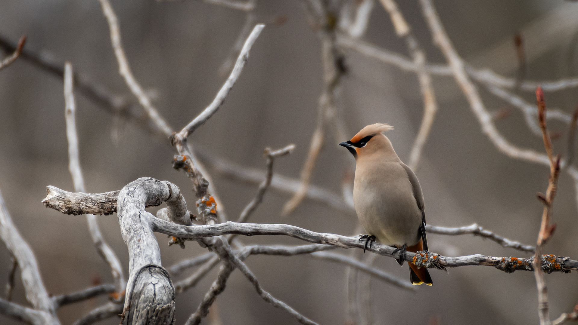 Bohemian Waxwing, near the Marshall Springs area of Fish Creek Provincial Park, Calgary, AB