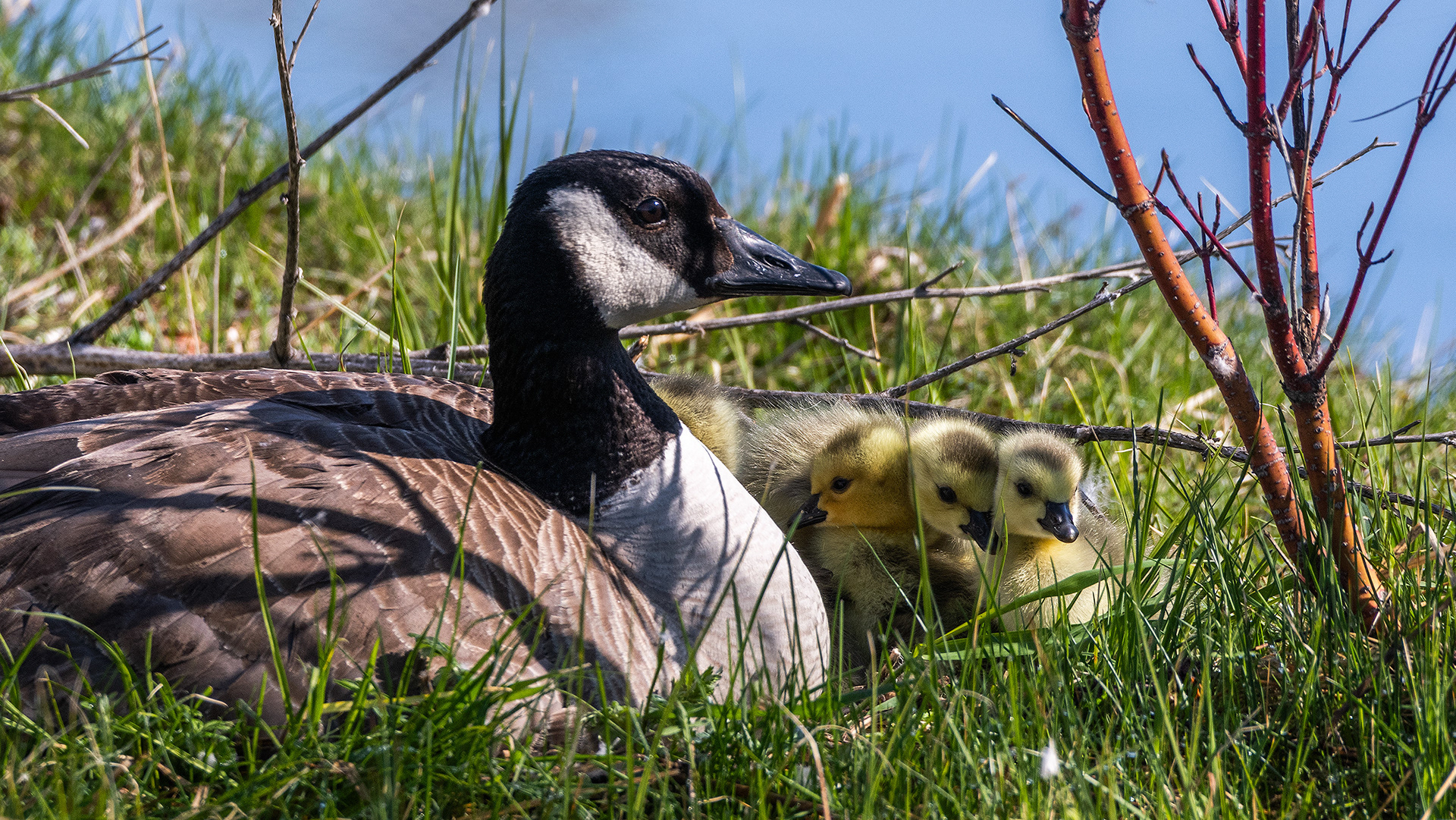 Canada Goose with goslings, Inglewood Bird Sanctuary & Nature Centre, Calgary, Alberta