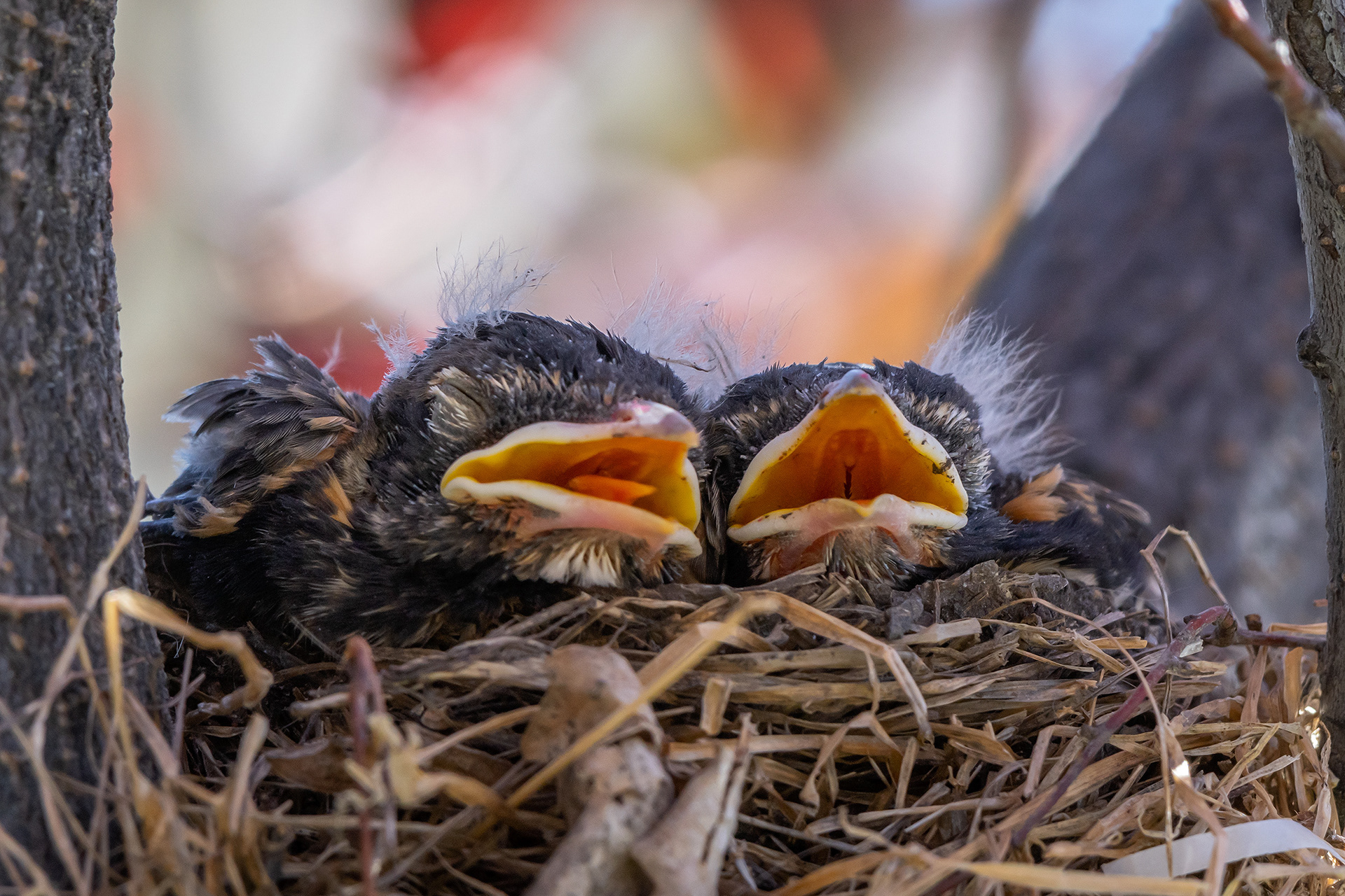 American Robin hatchlings, Bridlewood, Calgary, AB