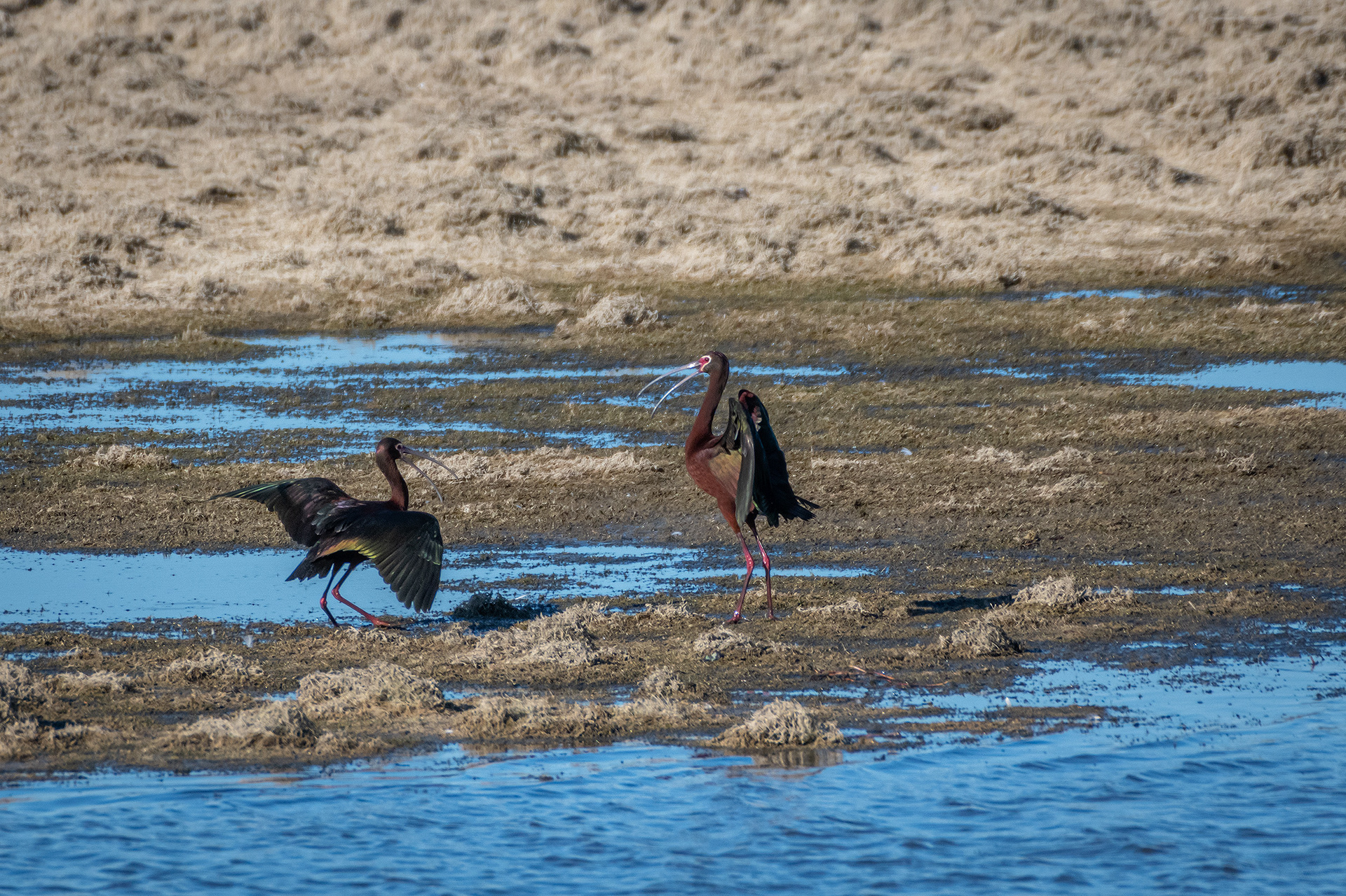 White-faced Ibises, Glenmore Reservoir, North Glenmore Park, Calgary, AB