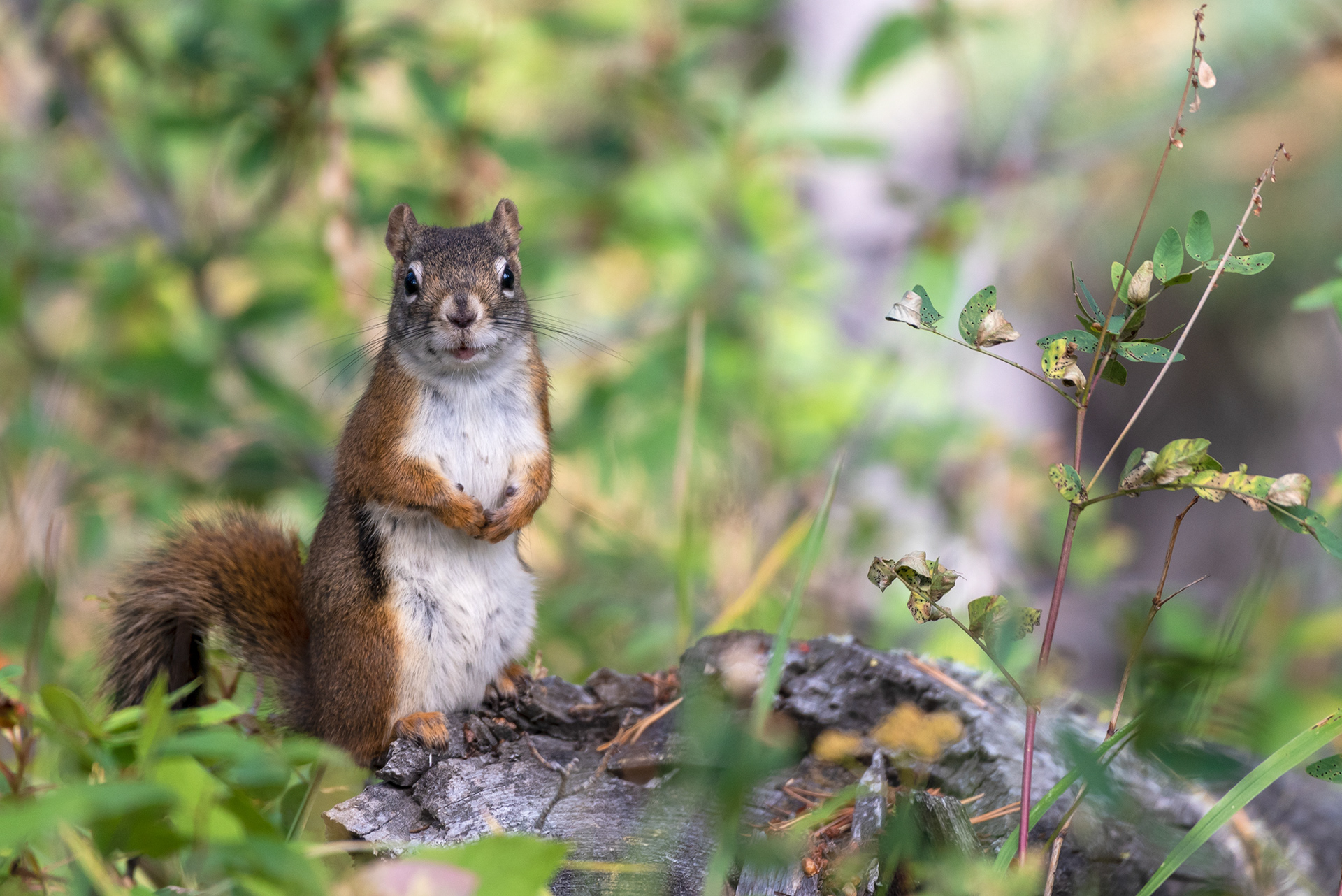 Red Squirrel at Prairie Mountain