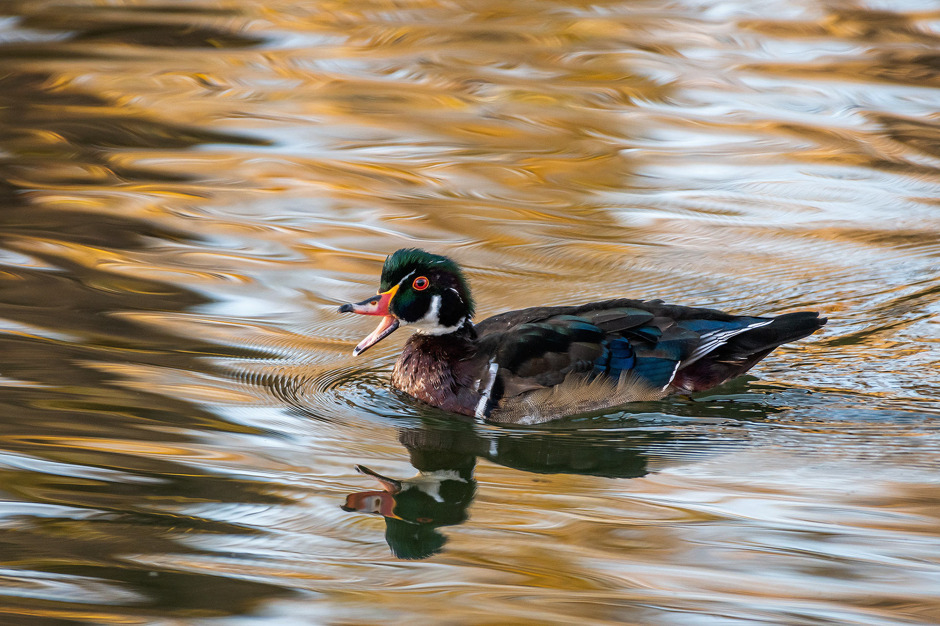 Young Wood Duck drake, Inglewood Bird Sanctuary, Calgary, AB - October 19th
