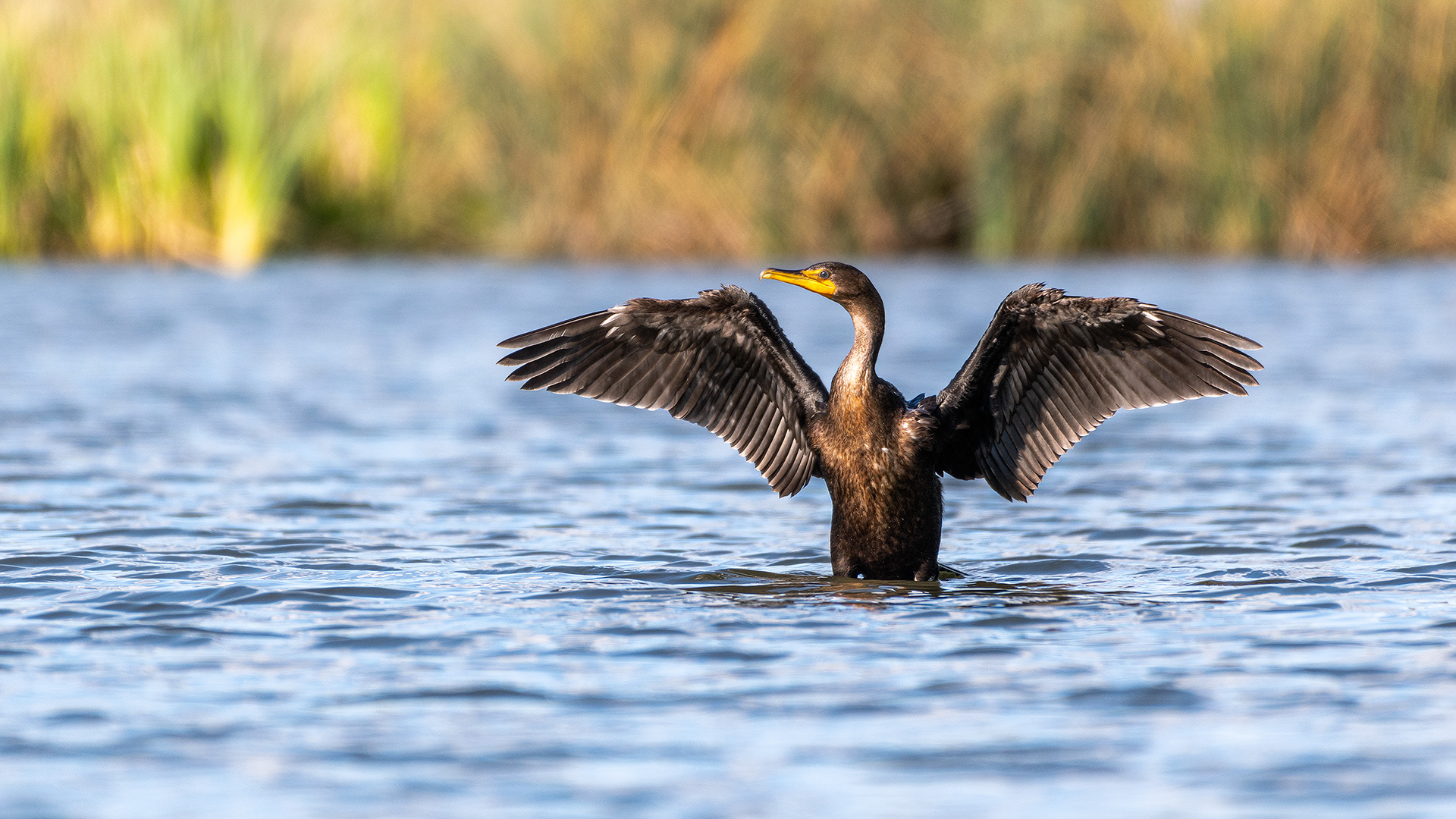 Double-crested Cormorant, Marshall Springs - Fish Creek Prov. Park, Calgary, AB
