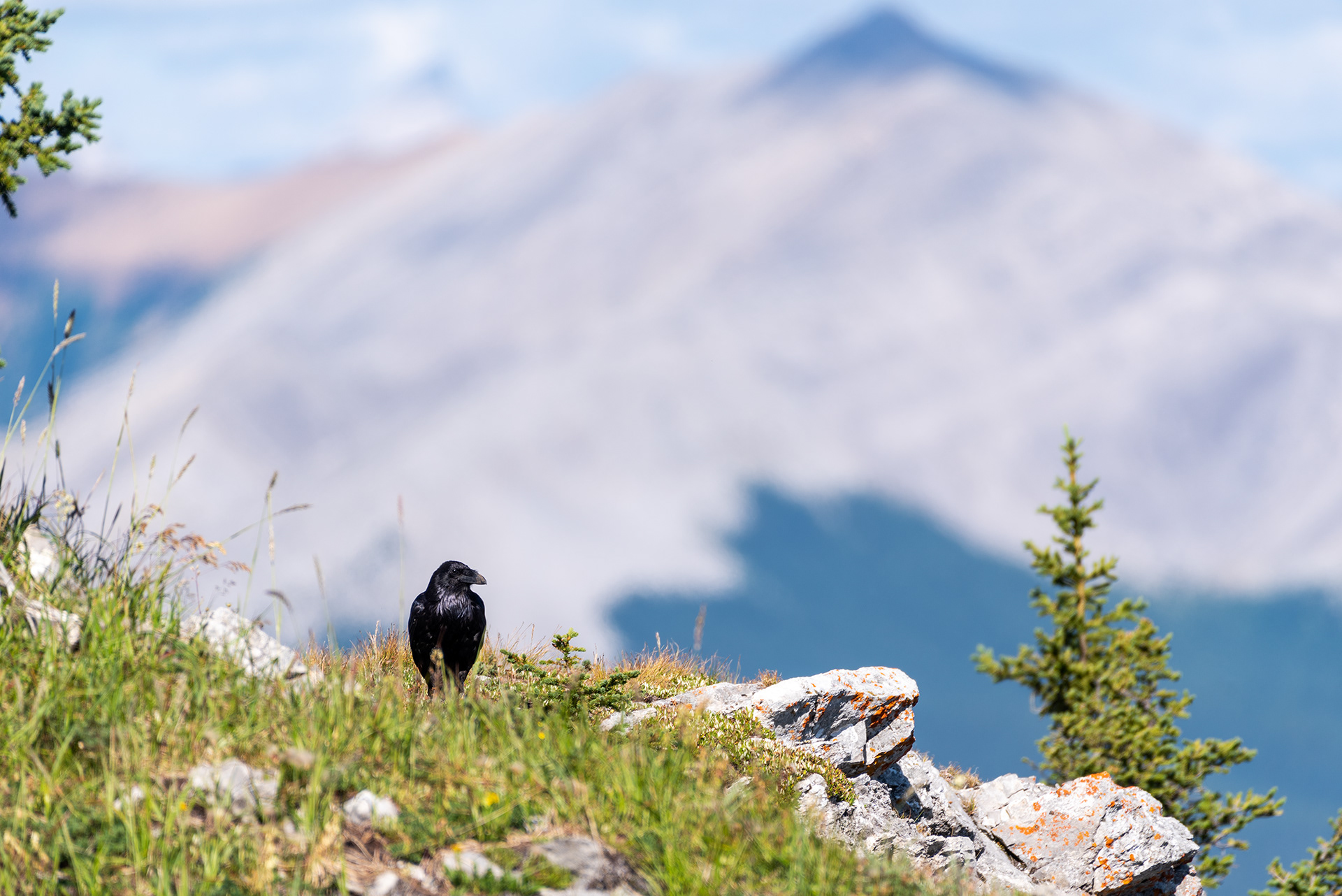 Common Raven