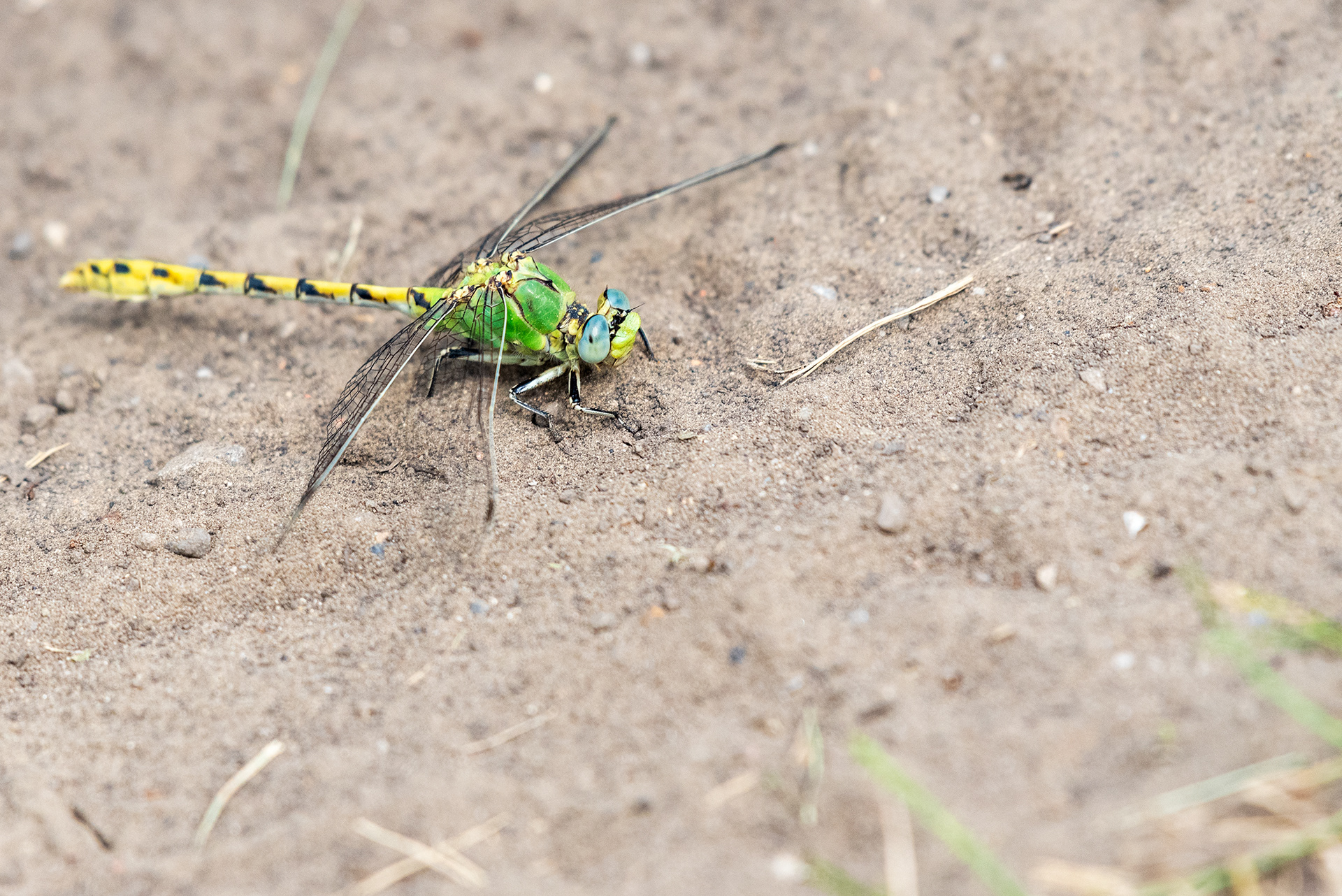 Insect