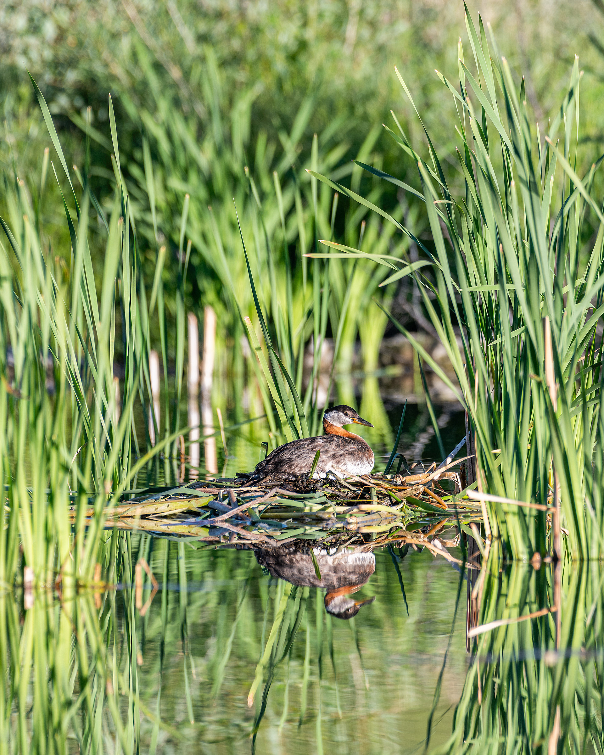 Red-necked Grebe (female) on her nest, Marshall Springs - Fish Creek Prov. Park, Calgary, AB
