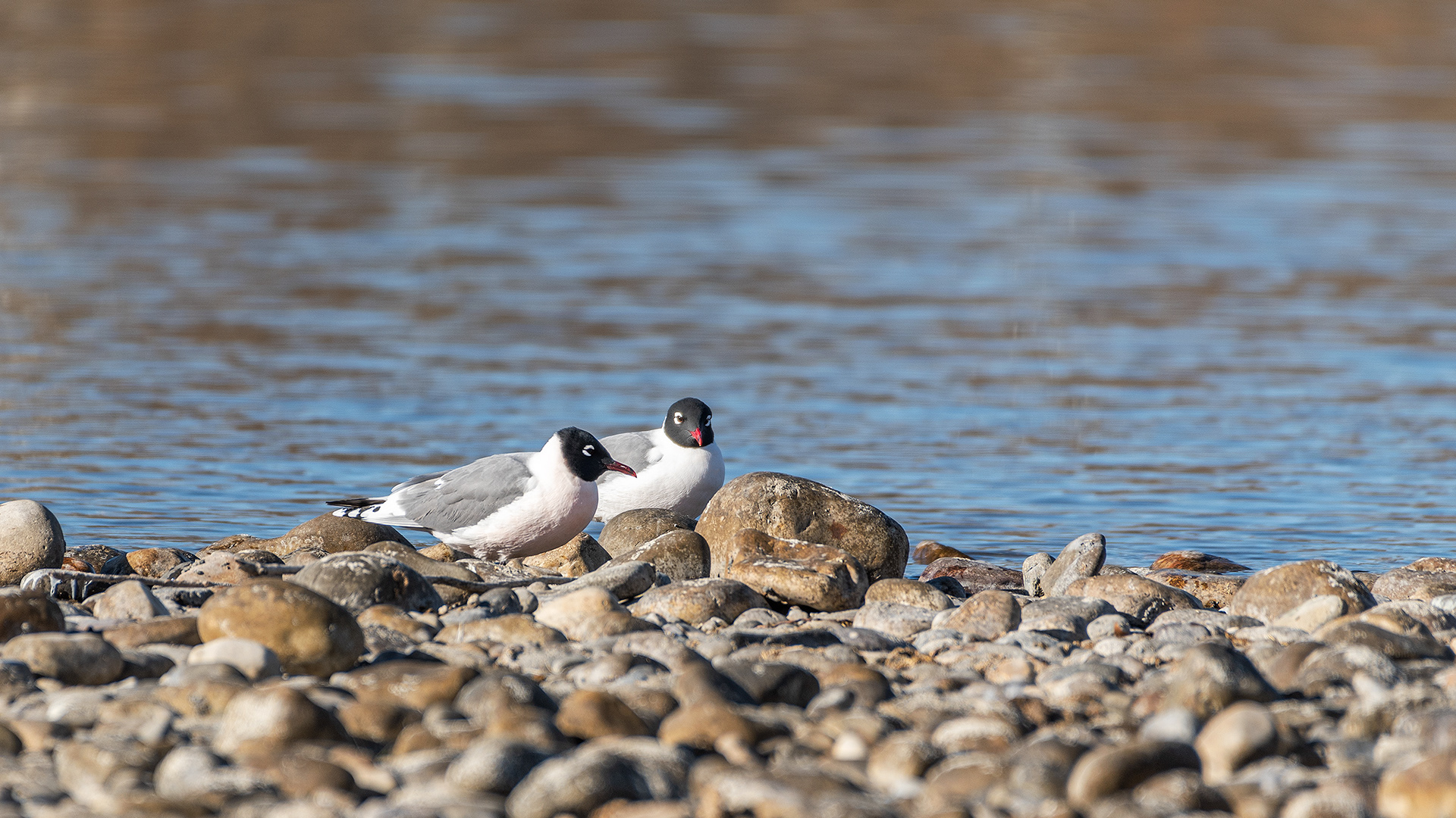 Franklin's Gulls on a small rock island in the Bow River near Carburn Park, Calgary, AB