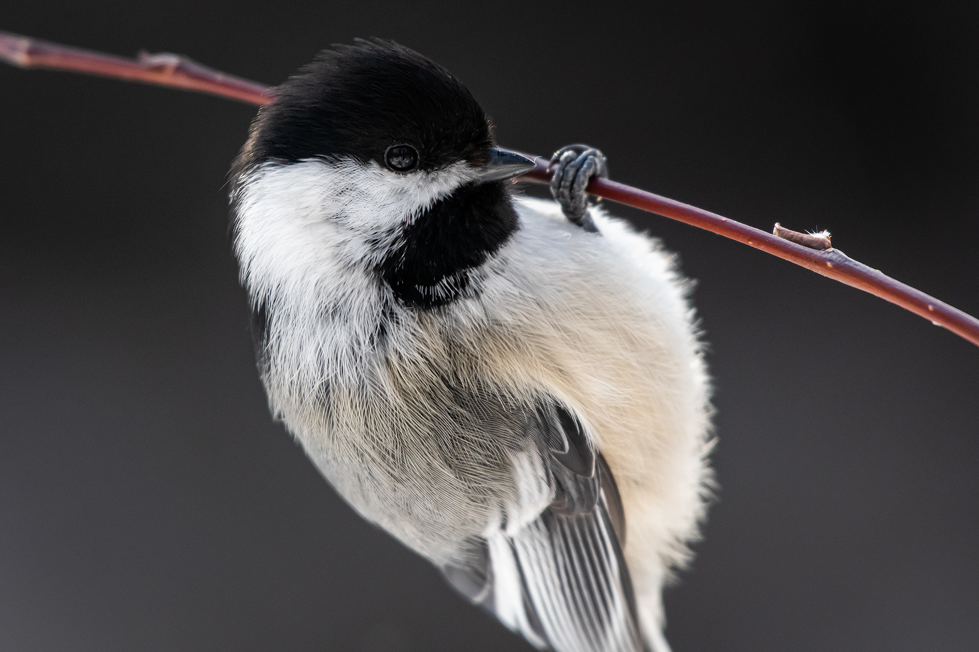Black-capped Chickadee, near the Marshall Springs area of Fish Creek Provincial Park, Calgary, AB