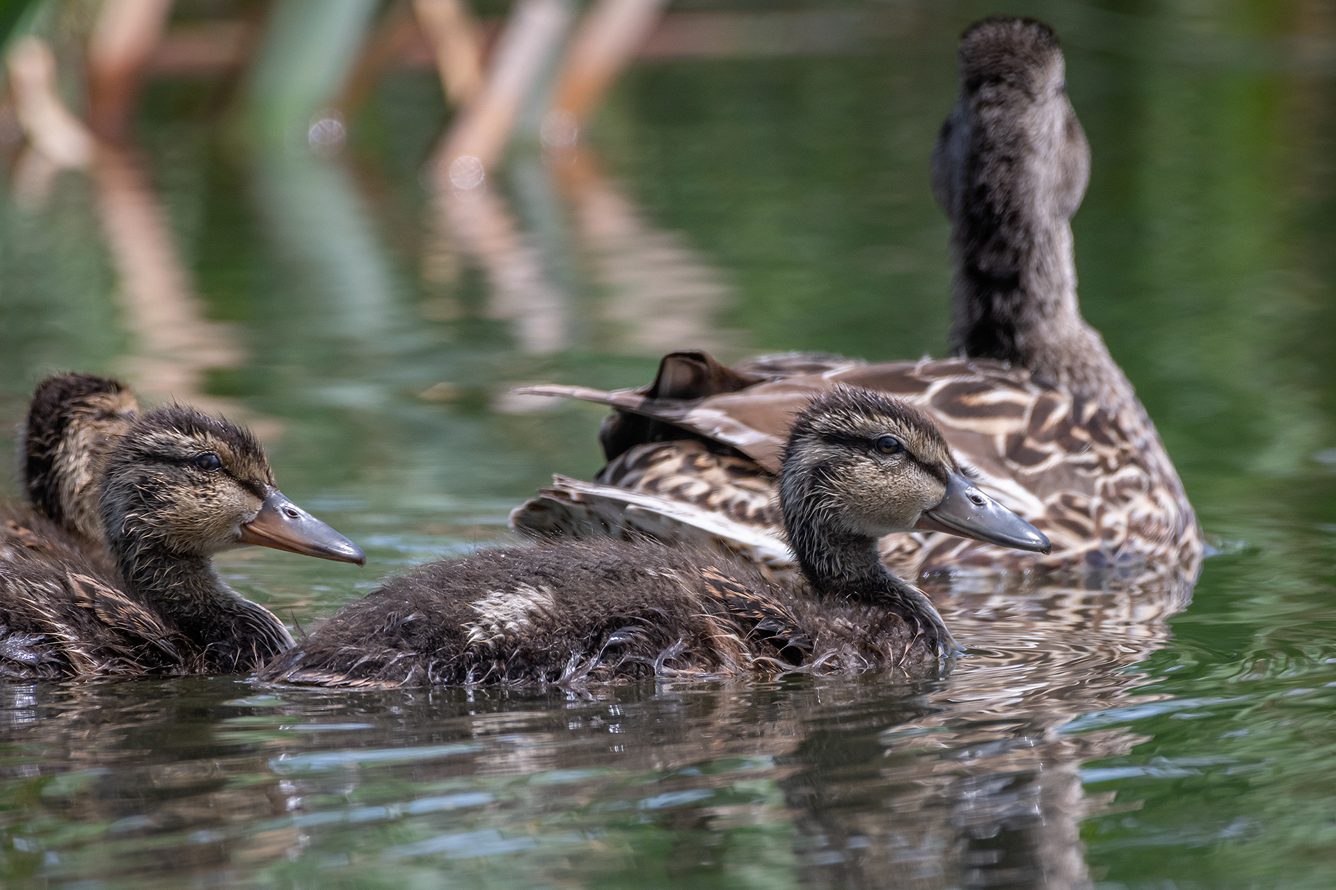 Mallard family, Marshall Springs ponds, Fish Creek Provincial Park, Calgary, AB