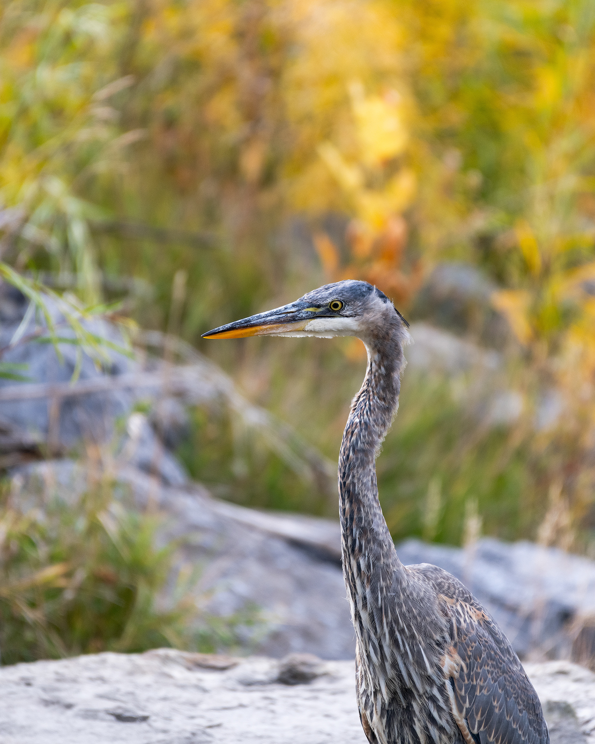 Great Blue Heron, Marshall Springs - Fish Creek Prov. Park, Calgary, AB