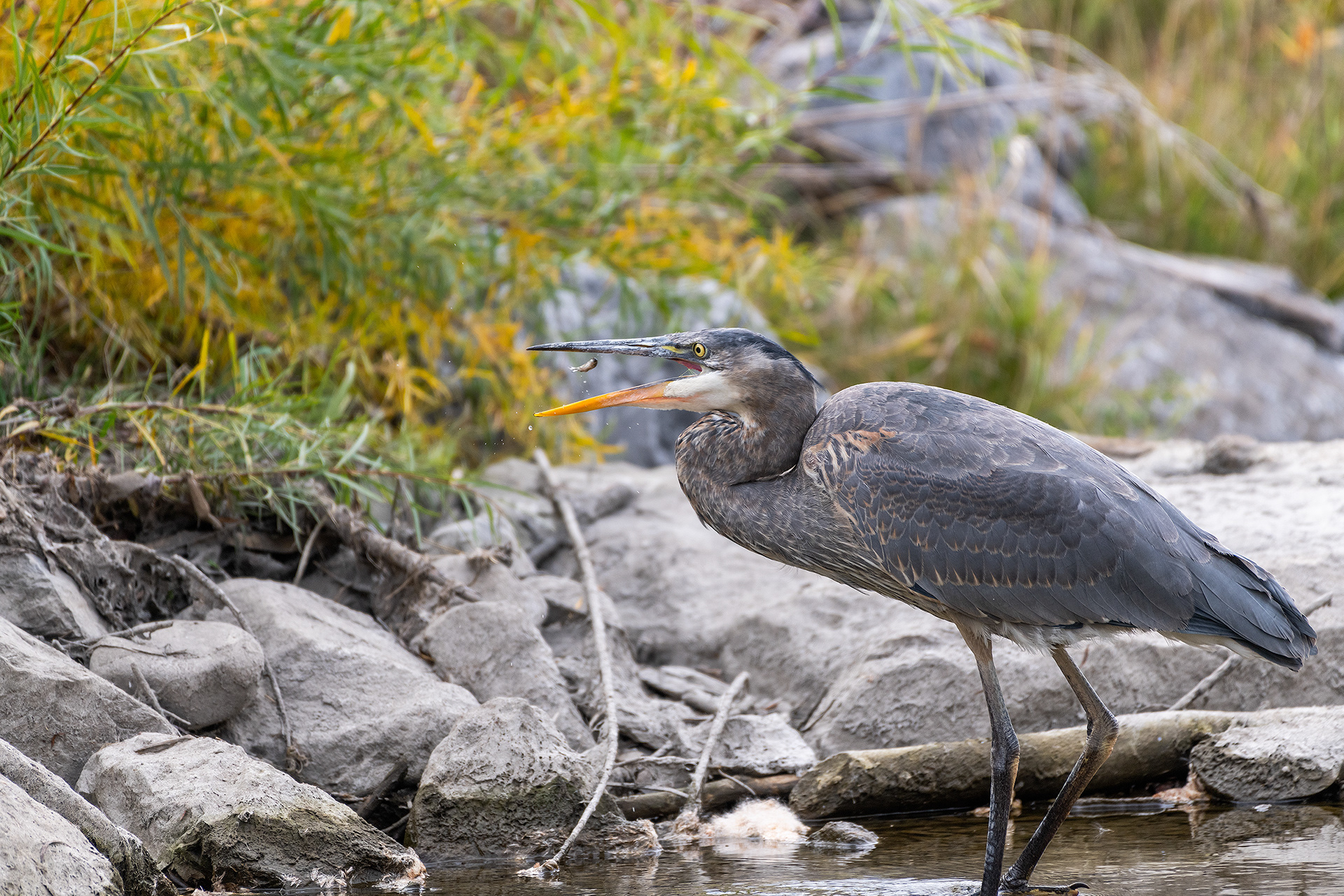 Great Blue Heron with a small fish, Marshall Springs - Fish Creek Prov. Park, Calgary, AB
