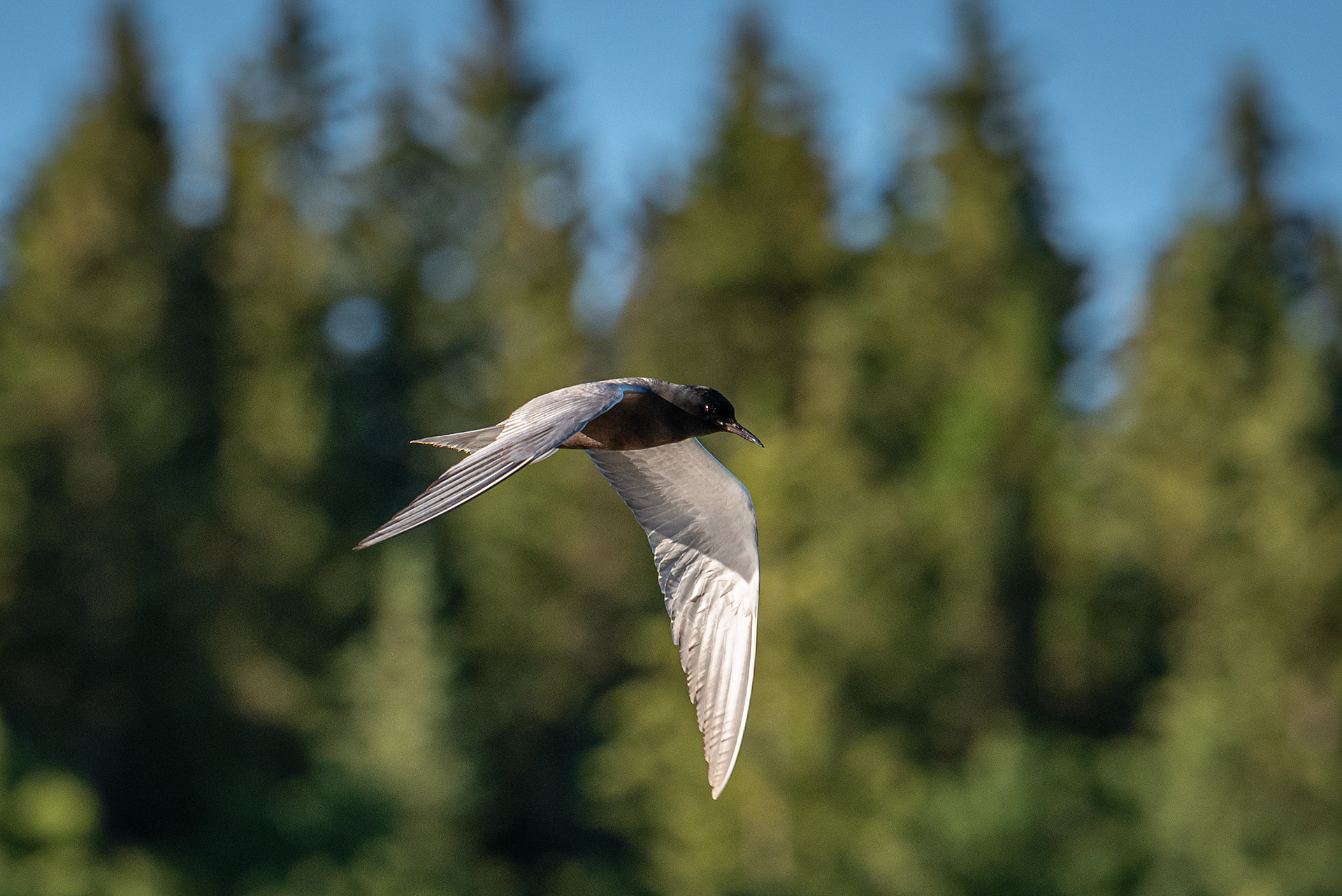 Black Tern (in flight), Marshall Springs ponds, Fish Creek Provincial Park, Calgary, AB