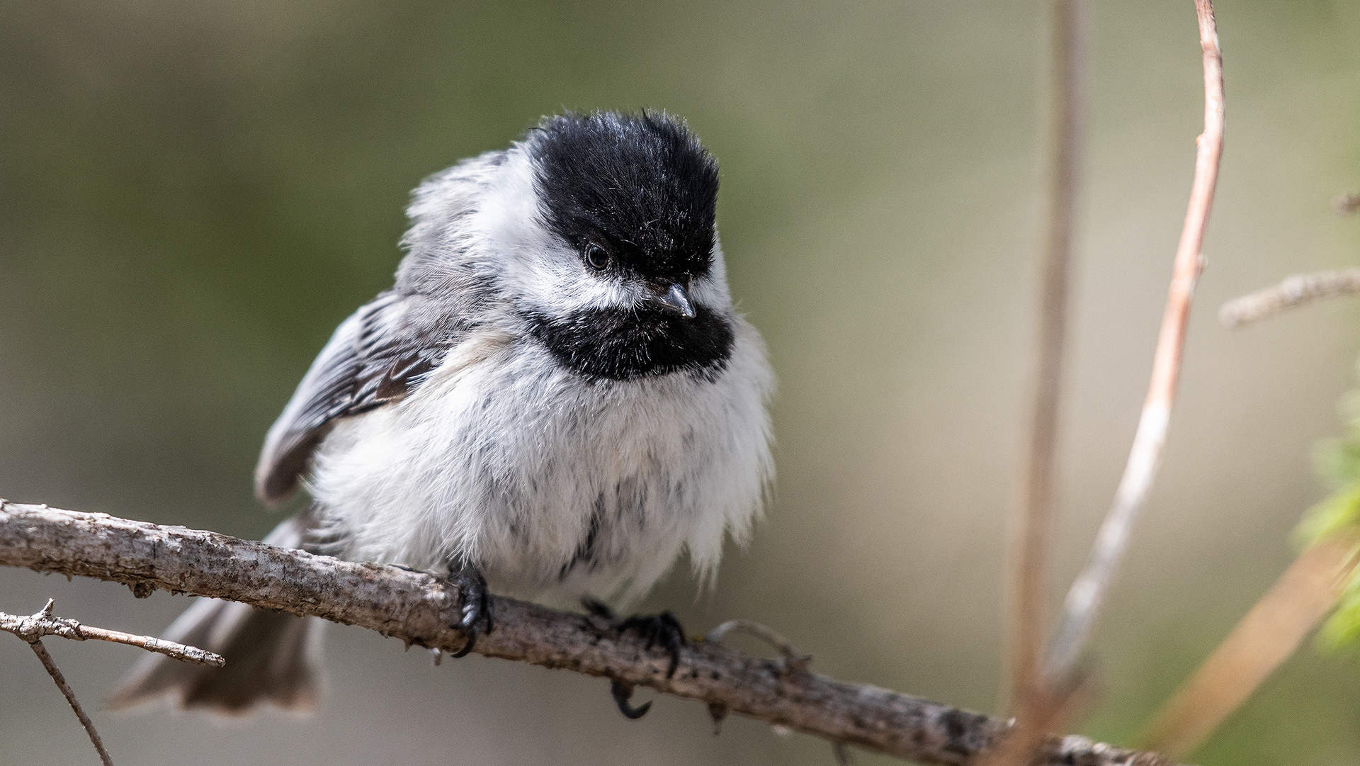 Black-capped Chickadee, Weaselhead Flats, Calgary, Alberta