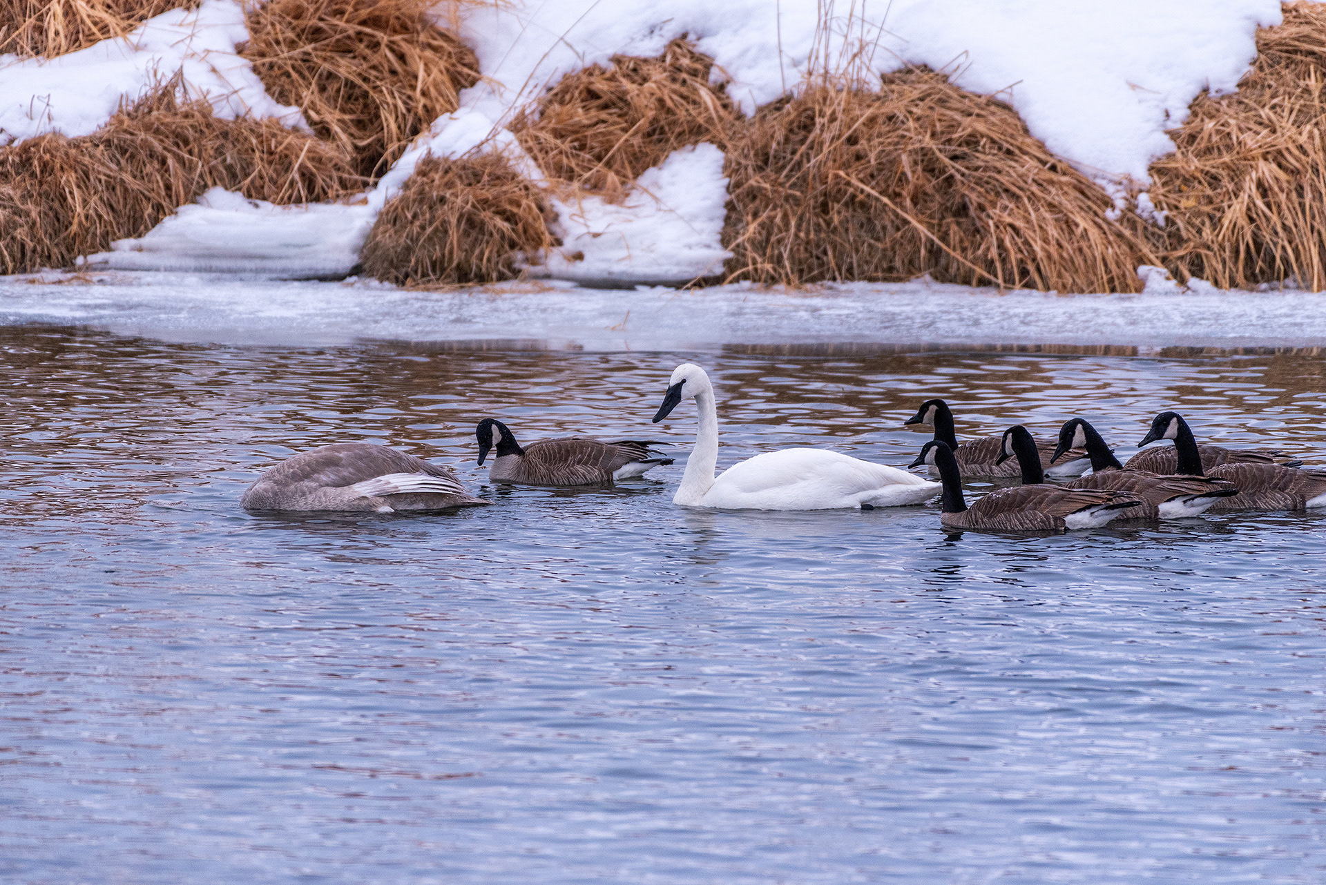 Trumpeter Swan and Canada Geese near Mallard Point, Fish Creek Prov. Park, Calgary, AB
