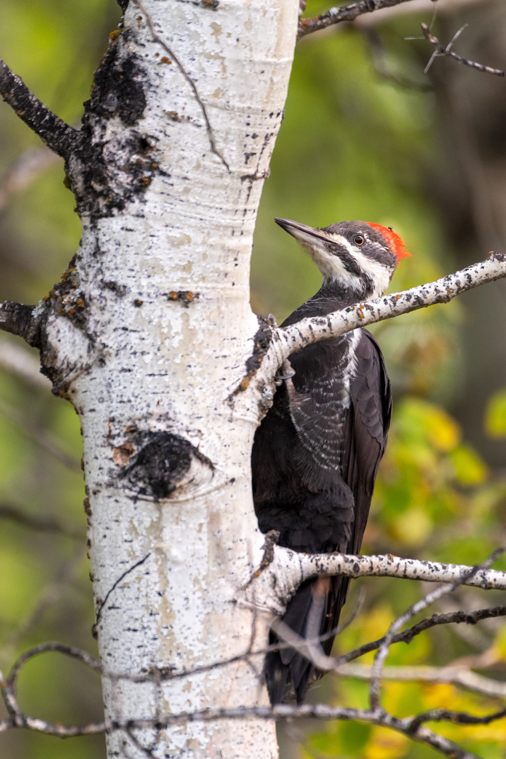 Pileated Woodpecker, Marshall Springs, Fish Creek Provincial Park