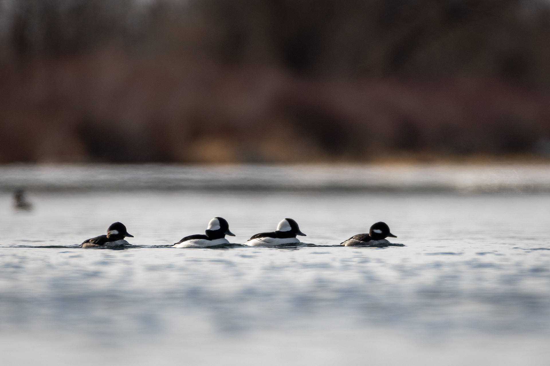 Buffleheads (2 pair) on the Bow River, just down stream from Carburn Park, Calgary, AB