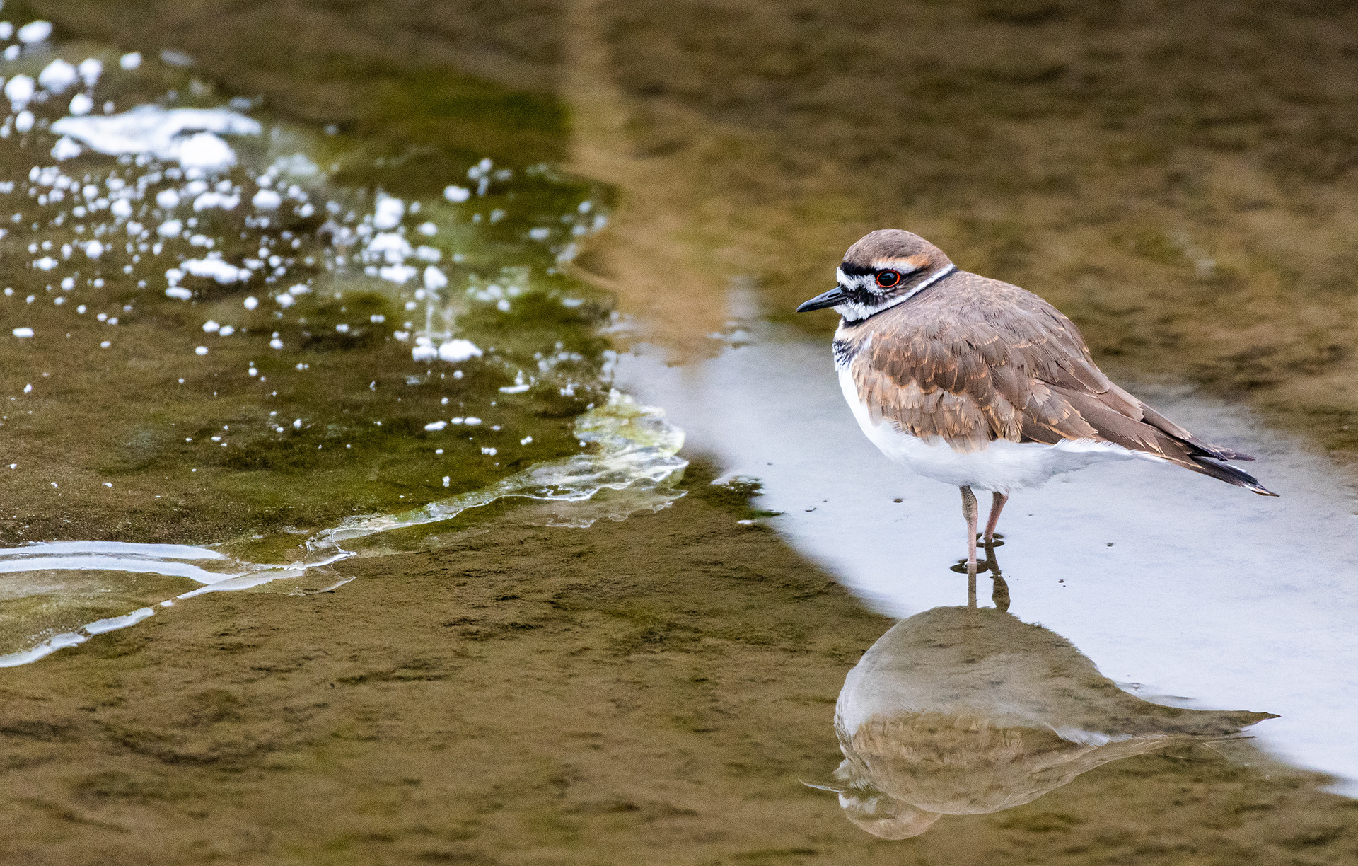 Immature Killdeer (I could be mistaken) near Marshall Springs ponds in Fish Creek Provincial Park