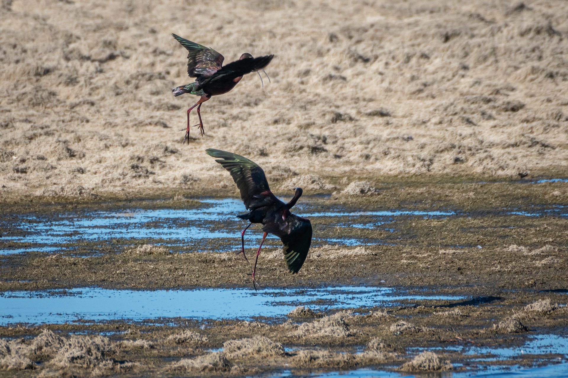 White-faced Ibises, Glenmore Reservoir, North Glenmore Park, Calgary, AB