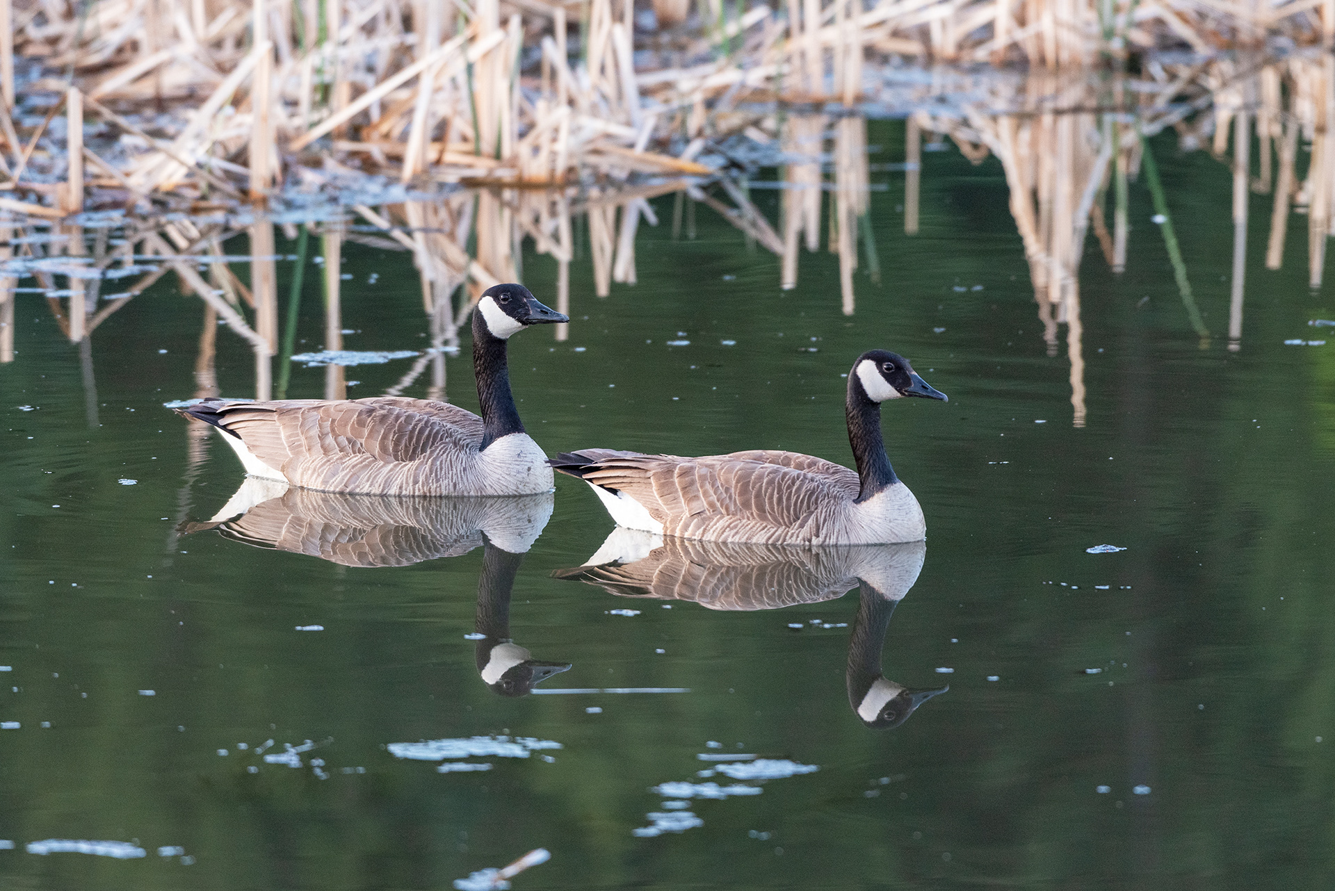 Canada Geese, Marshall Springs, Fish Creek Provincial Park, Calgary, Alberta