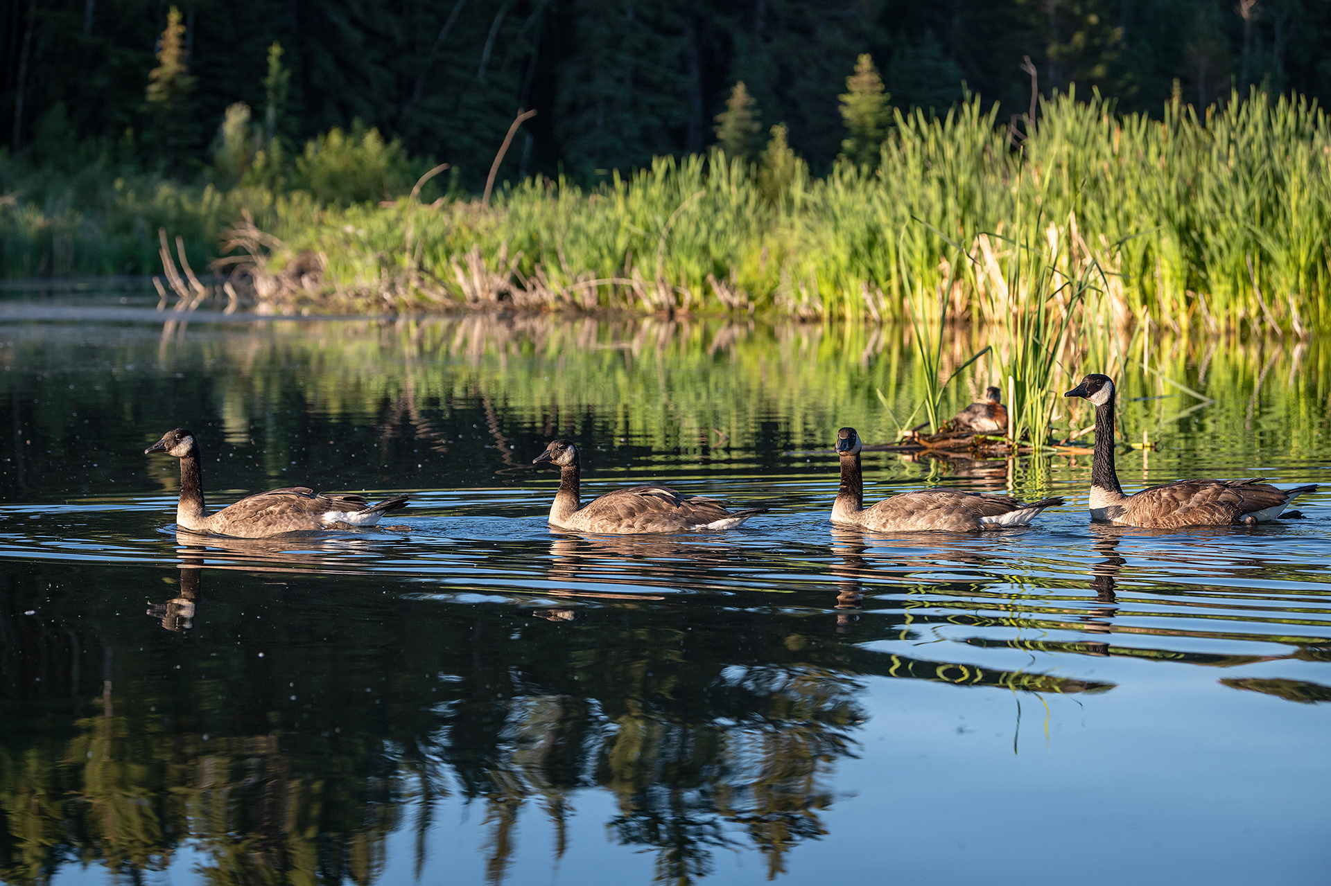 Canada Goose family, Marshall Springs ponds, Fish Creek Provincial Park, Calgary, AB