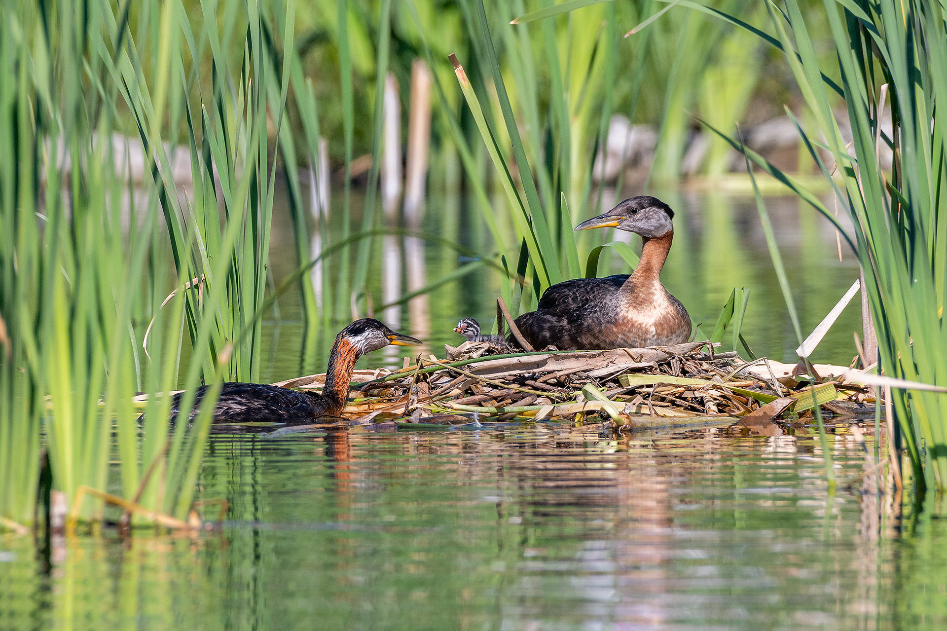 Red-necked Grebe pair at their nest with a chick (male on the nest, female interacting with the chick), Marshall Springs - Fish Creek Prov. Park, Calgary, AB