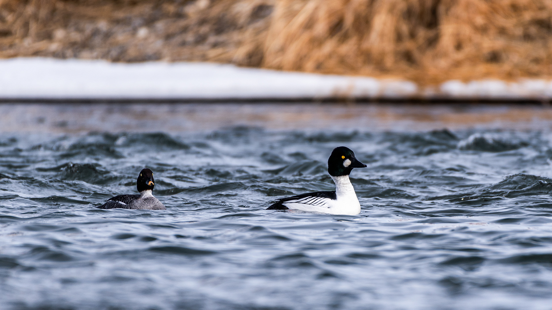 Goldeneye pair near Mallard Point, Fish Creek Prov. Park, Calgary, AB