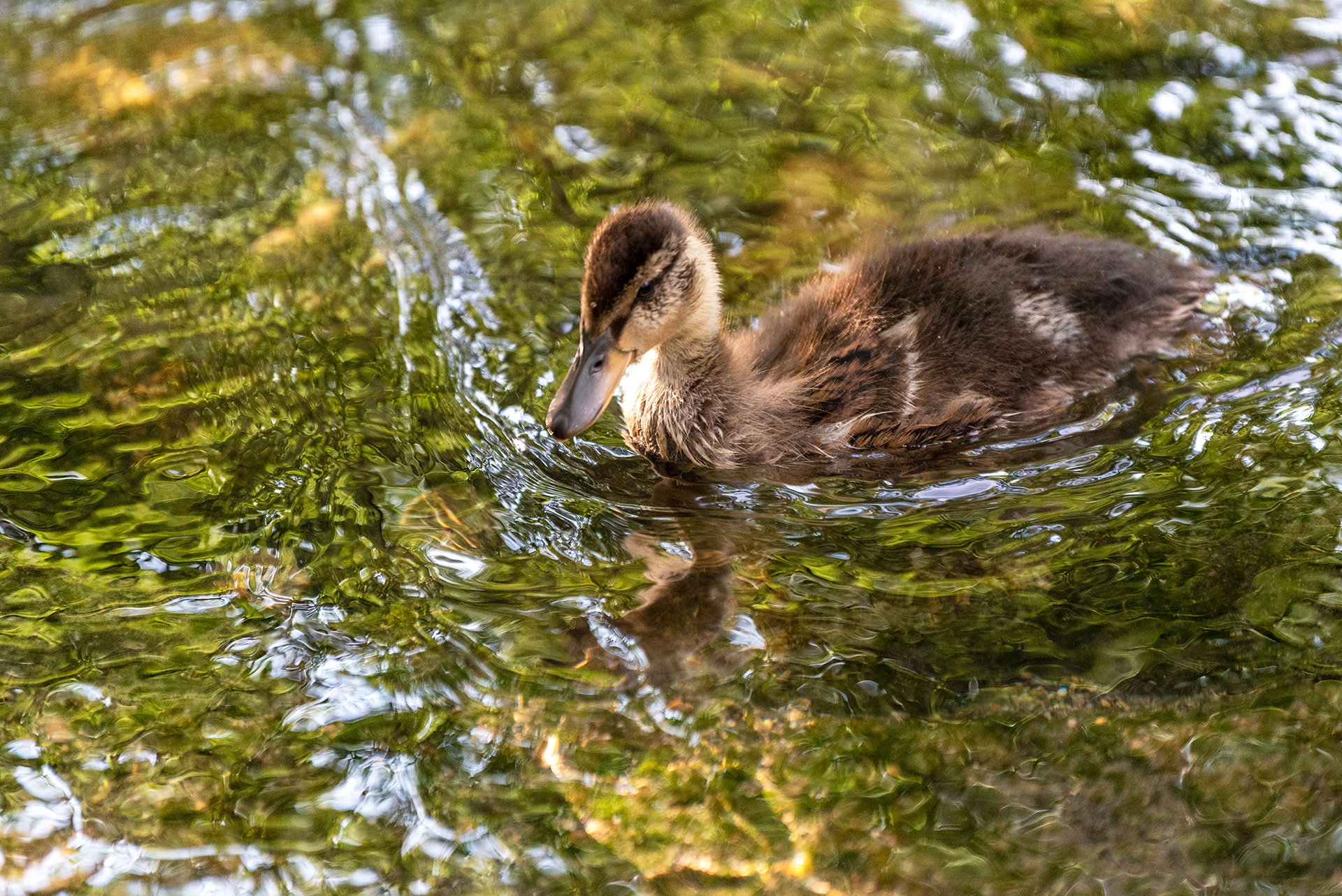 duckling, Bridlewood Wetlands Park, Calgary, Alberta