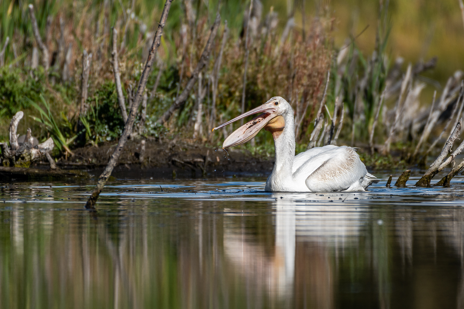 Pelican, Marshall Springs - Fish Creek Prov. Park, Calgary, AB