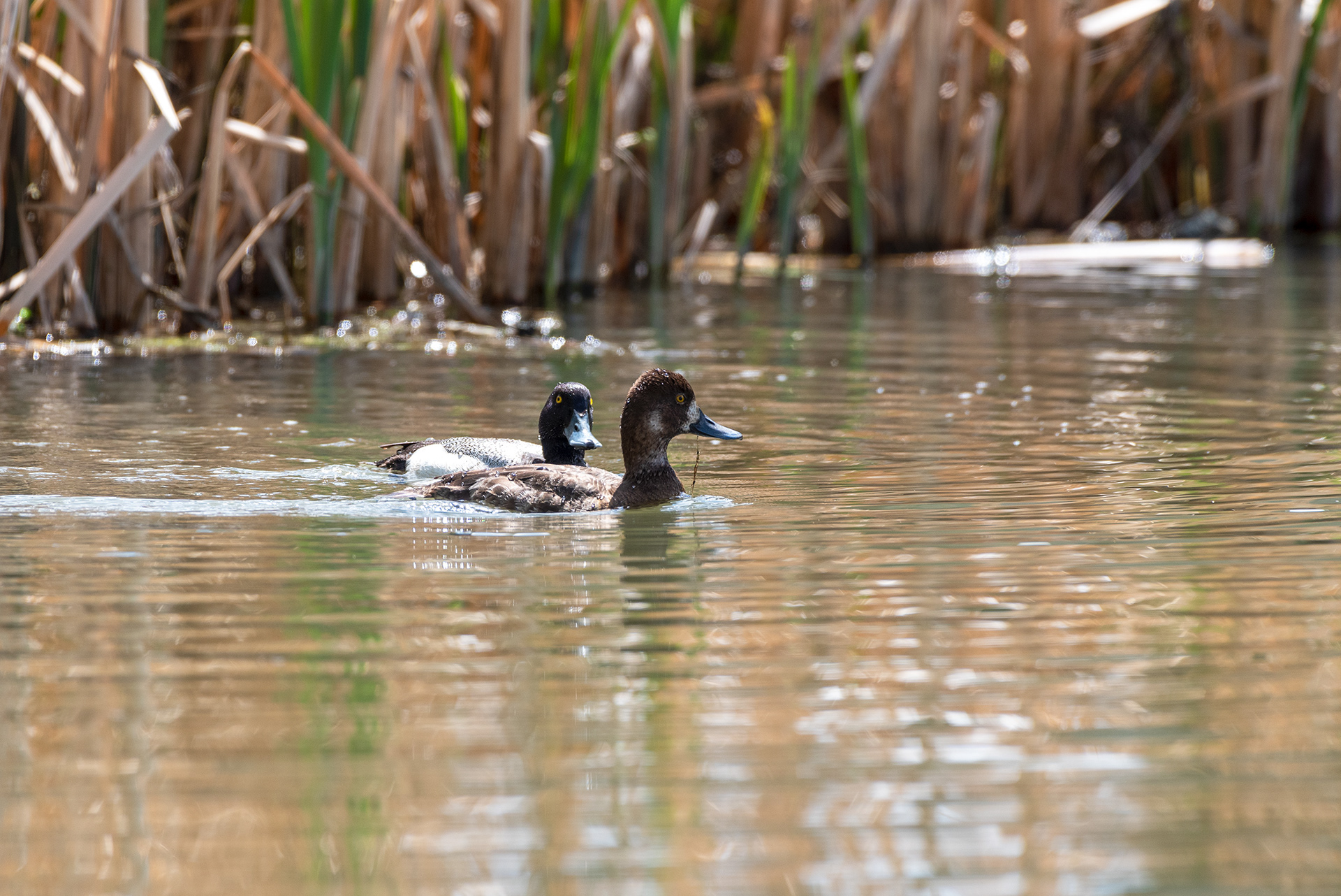 Lesser Scaup pair, Bridlewood Wetlands Park, Calgary, Alberta