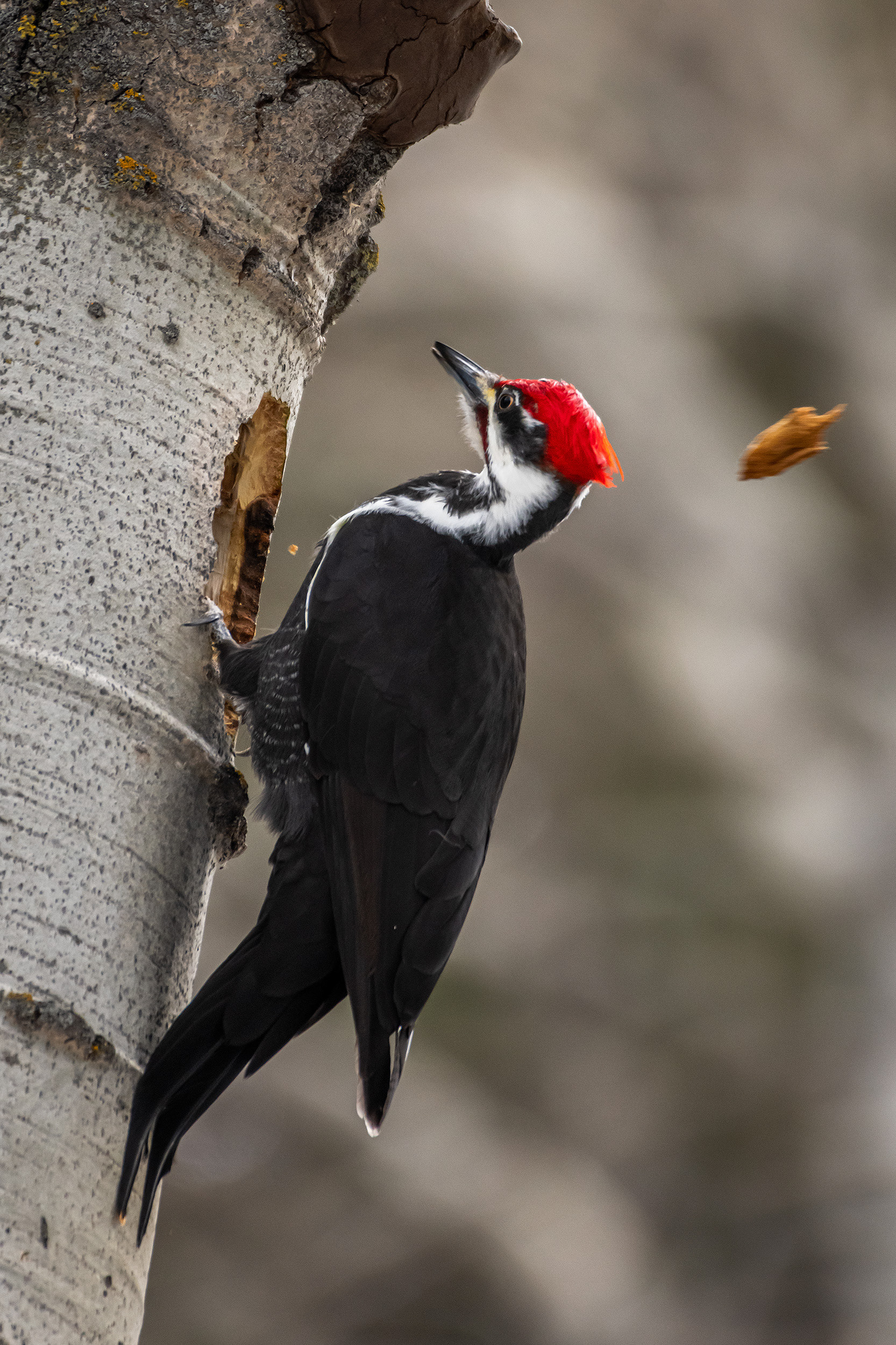 Pileated Woodpecker (male), near Marshall Springs, Fish Creek Provincial Park, Calgary, AB