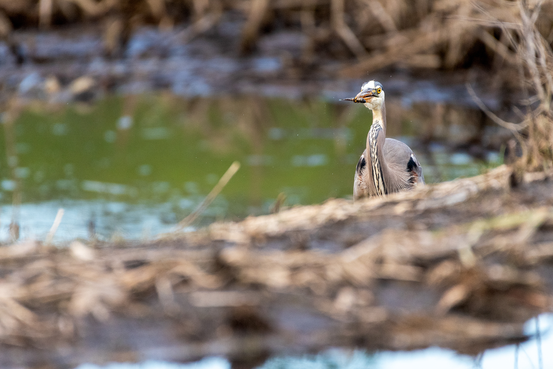 Great Blue Heron
