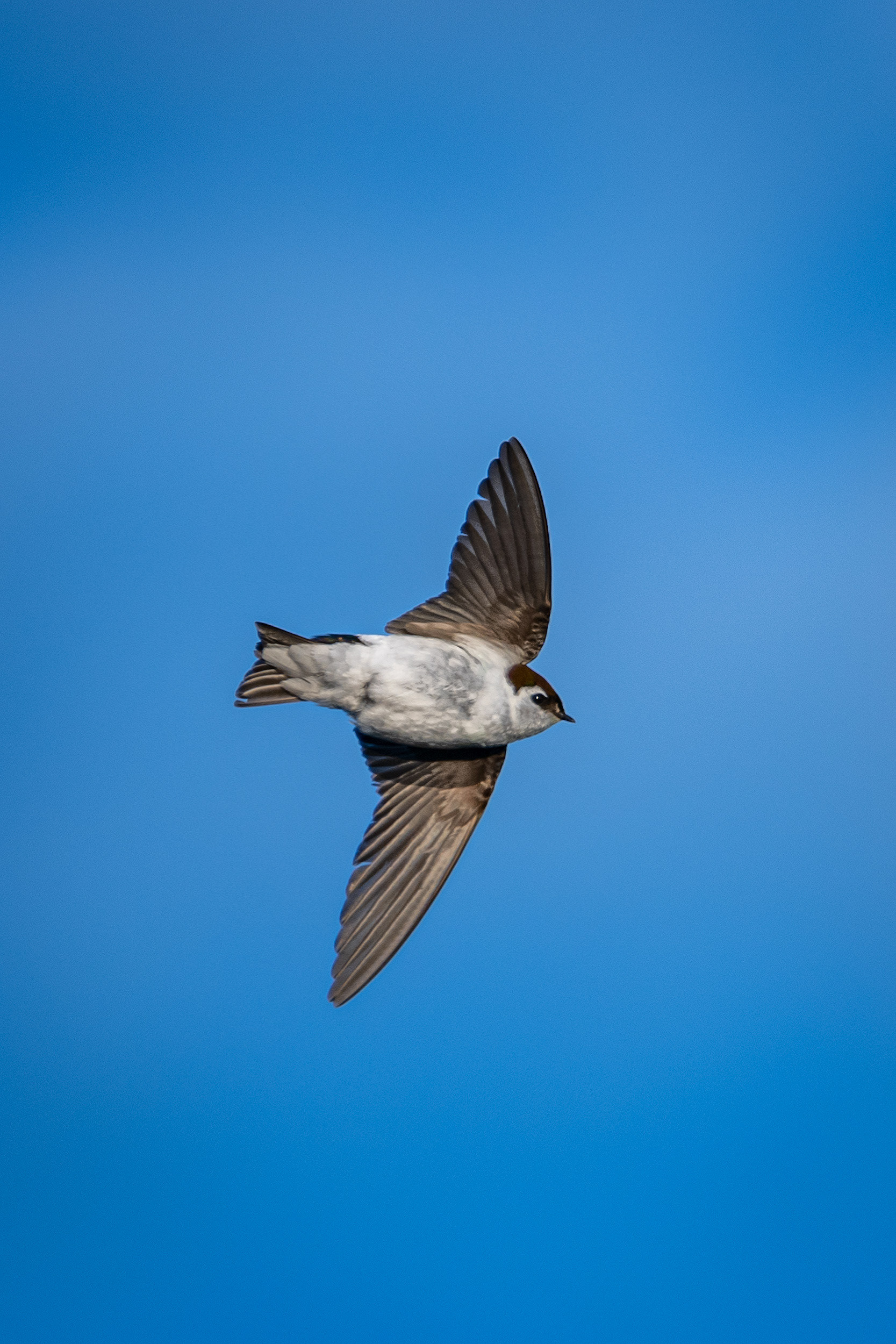 Violet-Green Swallow (in flight), Marshall Springs ponds, Fish Creek Provincial Park, Calgary, AB