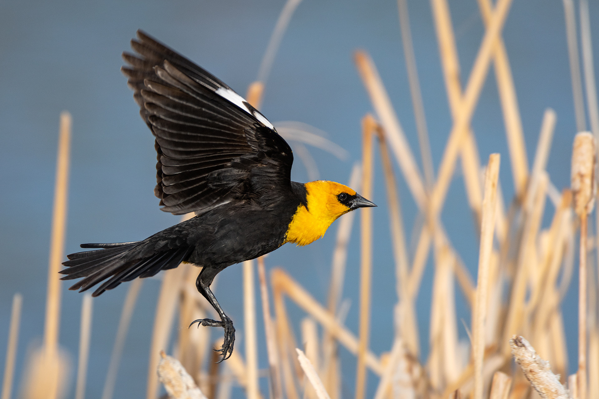 Yellow-headed Blackbird (male) in flight, Bridlewood Wetlands Park, Calgary, AB