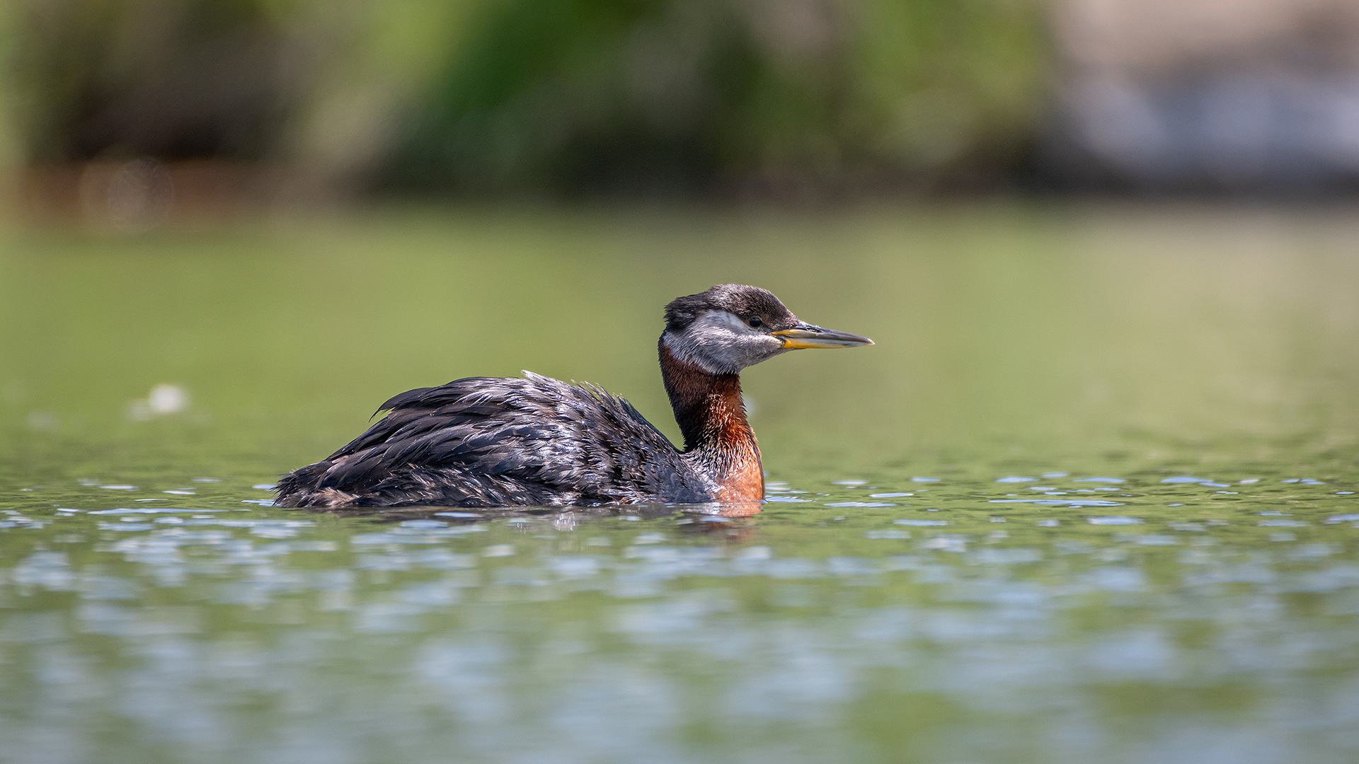 Red-necked Grebe, Marshall Springs ponds, Fish Creek Provincial Park, Calgary, AB