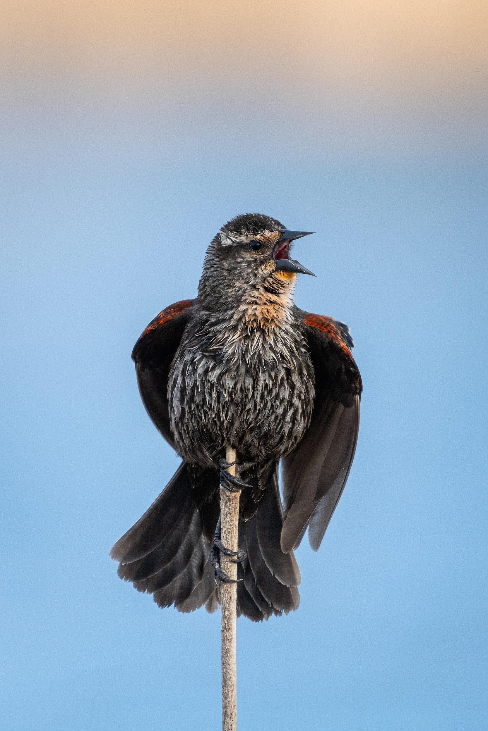 Red-winged Blackbird (female), Bridlewood Wetlands Park, Calgary, AB